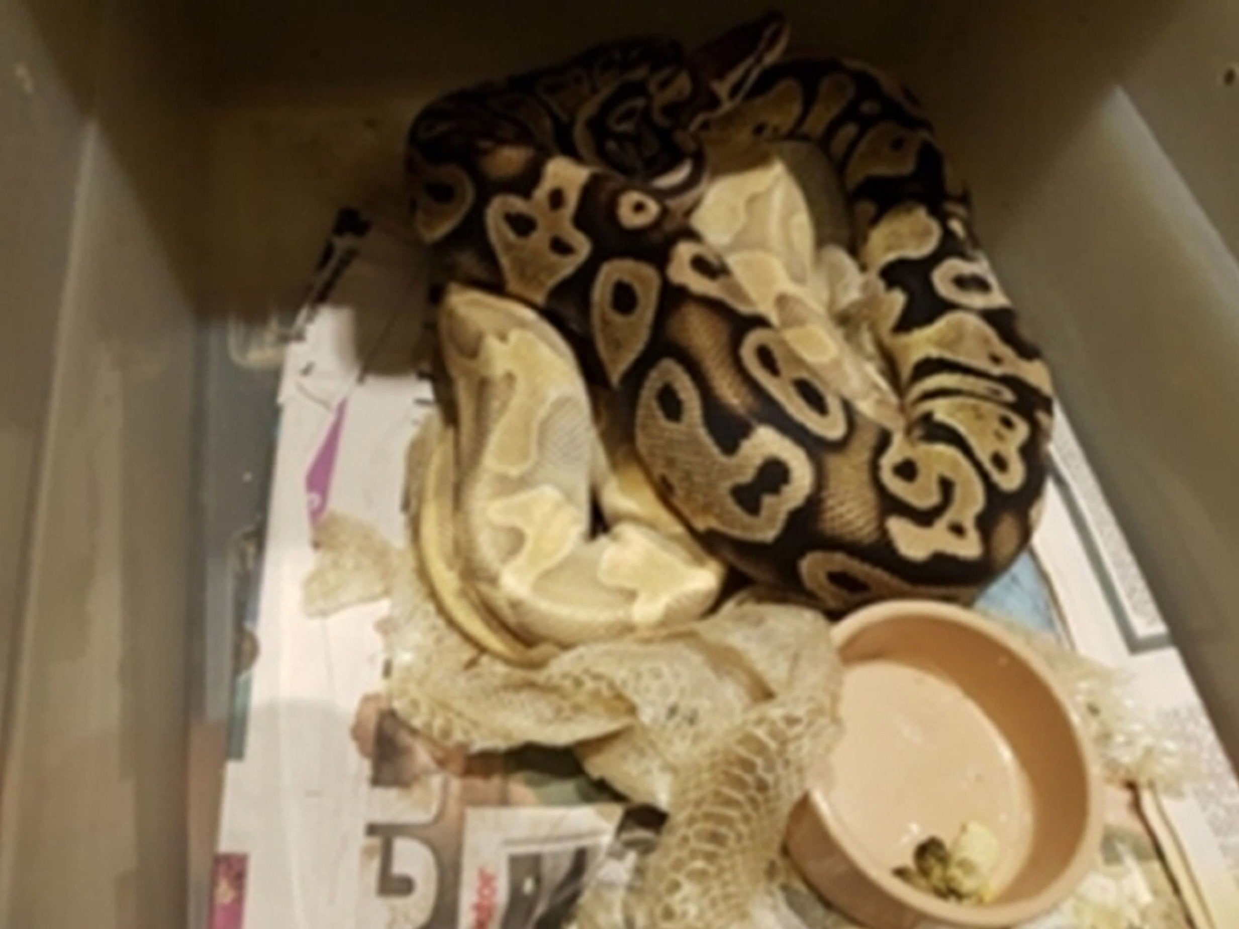 Undated handout photo issued by Essex Police of snakes discovered by police