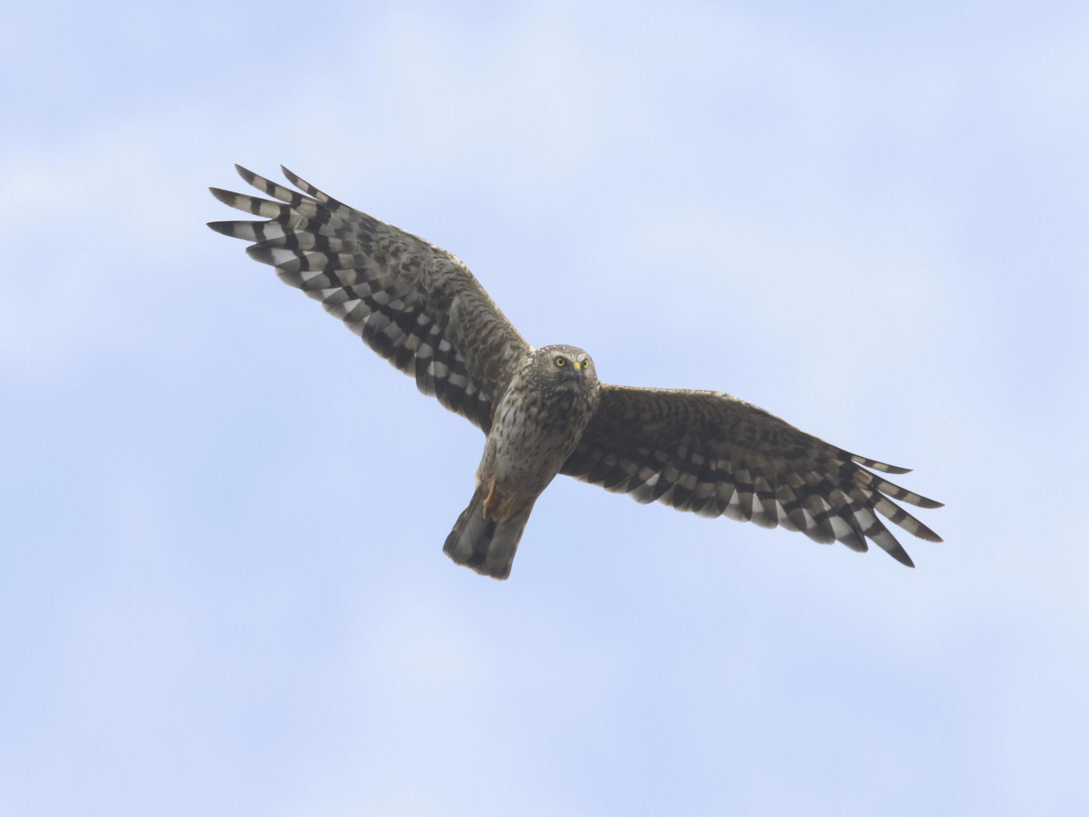 Watching hen harriers ‘sky dancing’ is a natural wonder