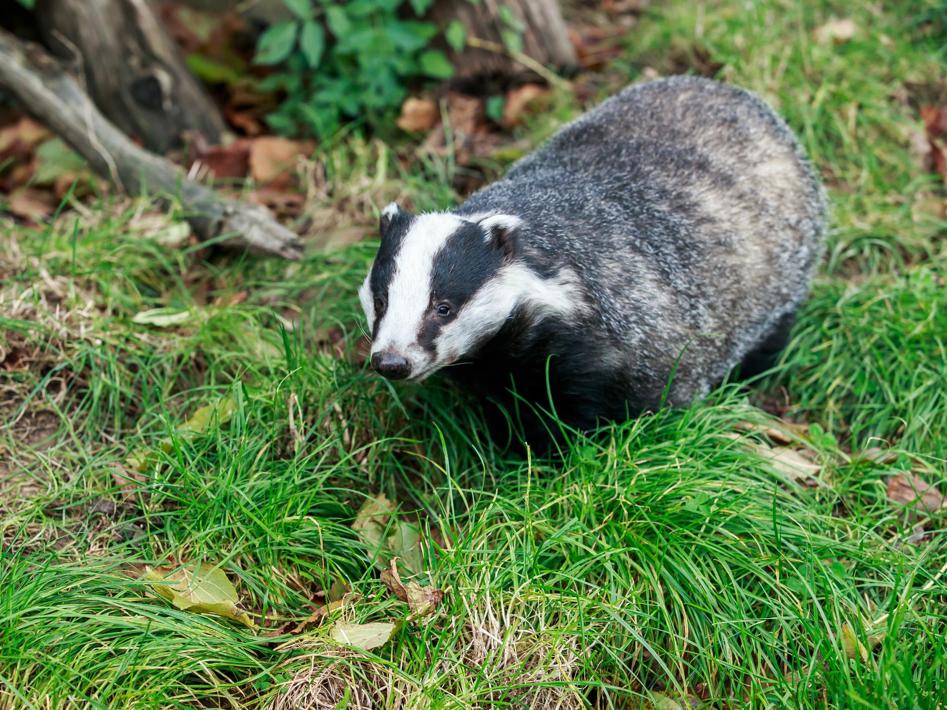 Calls to adopt vaccination programme as a more effective and humane way of controlling bTB