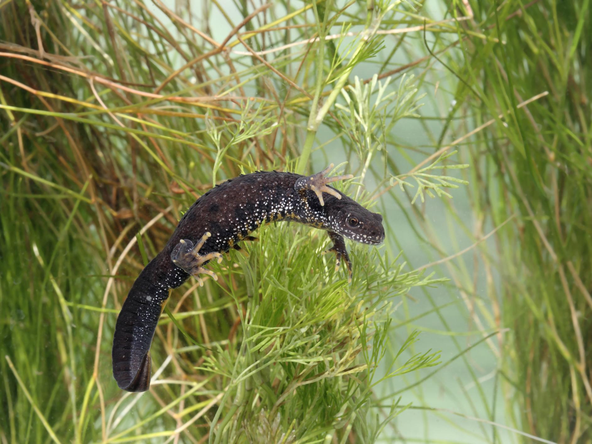 Great crested newts