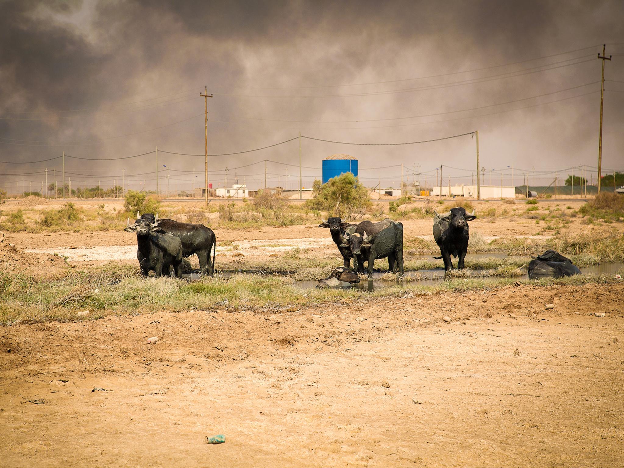 Water buffalo, a key source of income in south Iraq, sit in shrinking pools of water in front of plumes of smoke from a nearby oilfield