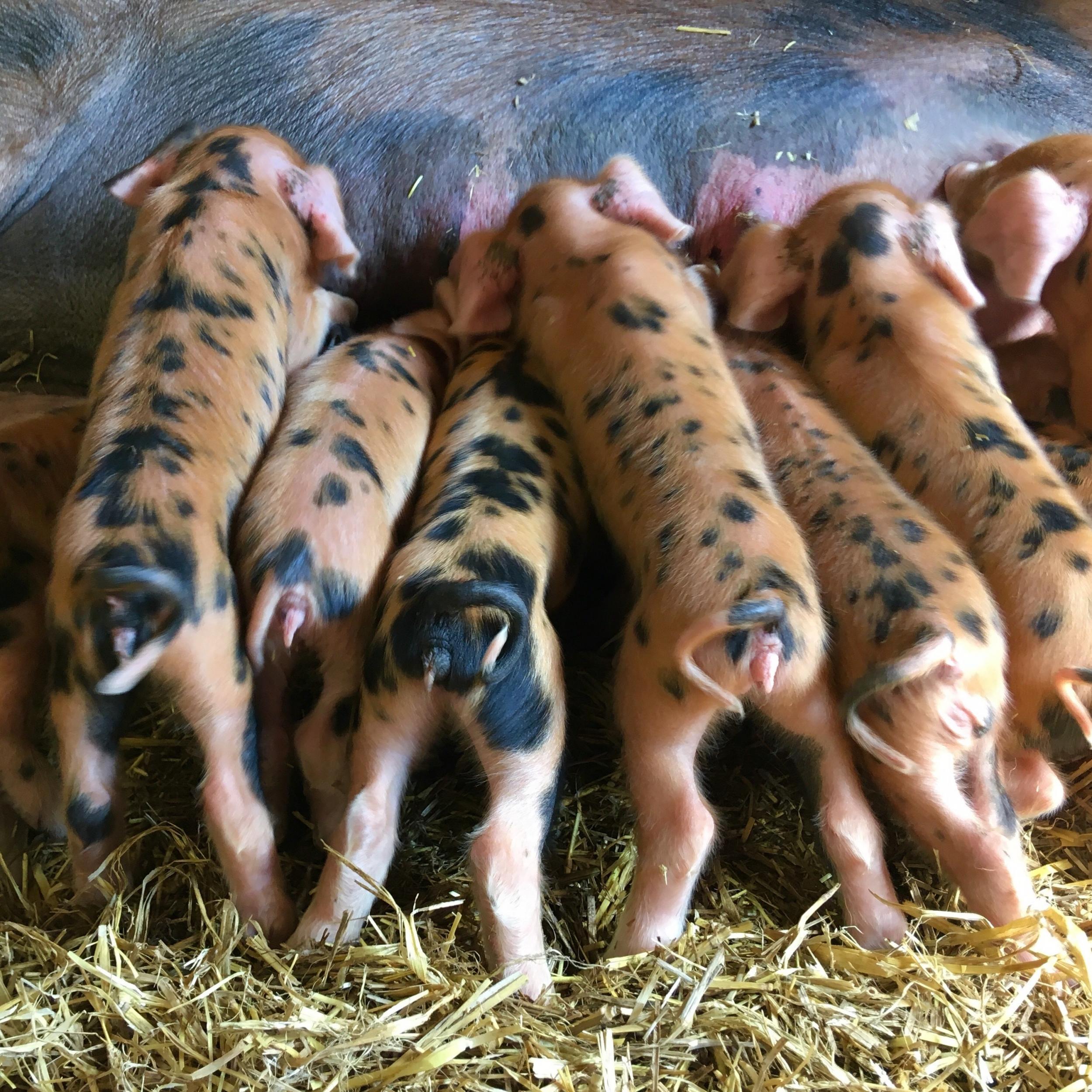 Eleven piglets were stolen from Surrey Docks Farm in Rotherhithe, southeast London