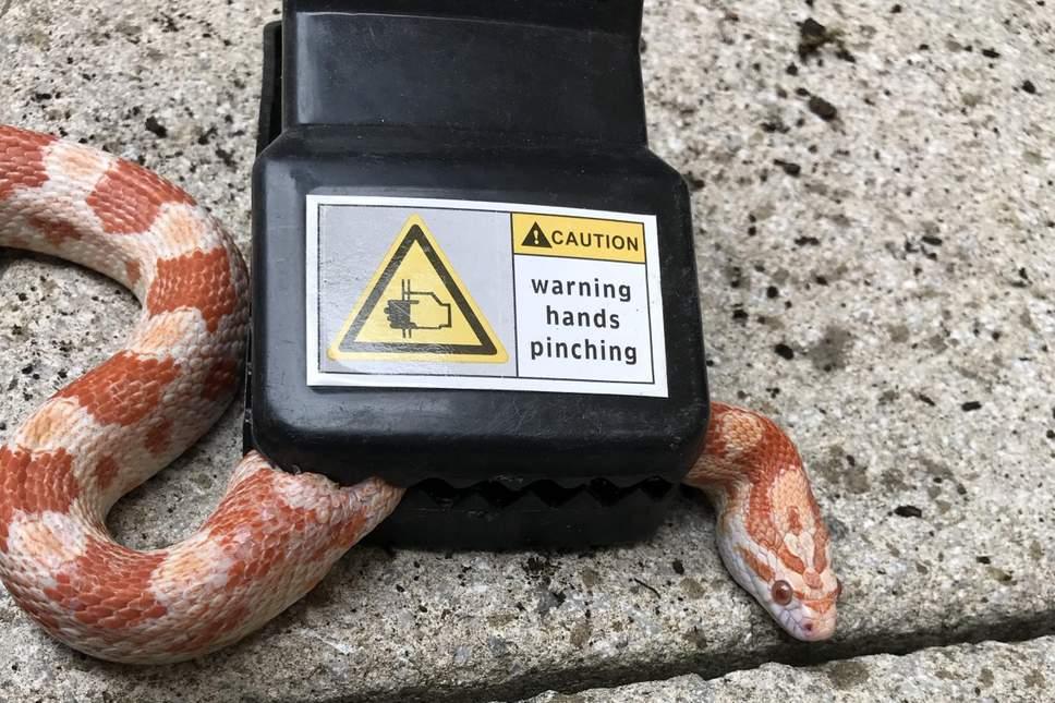 Corn snake caught in mouse trap in London