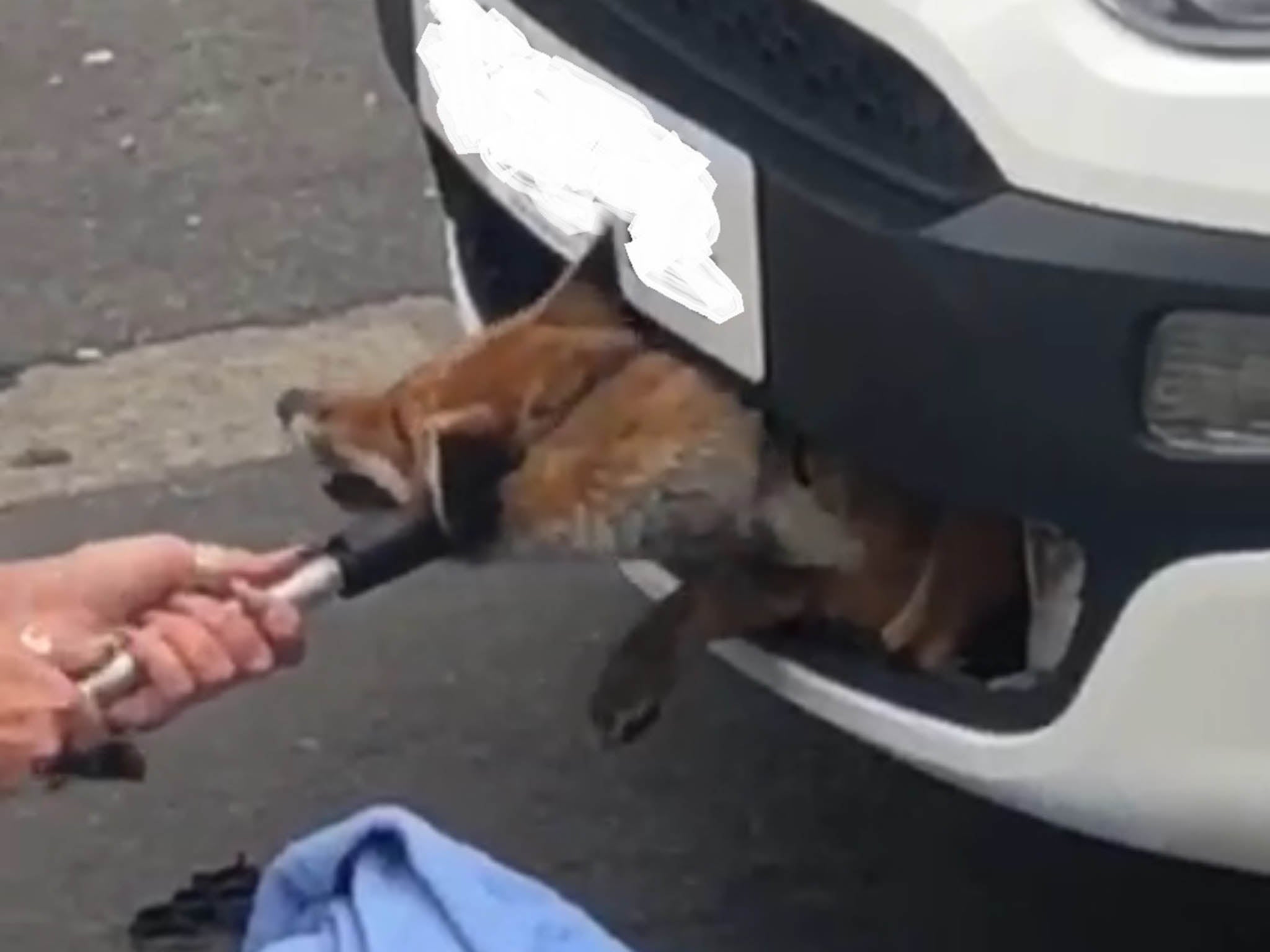 The fox is rescued from a car grille