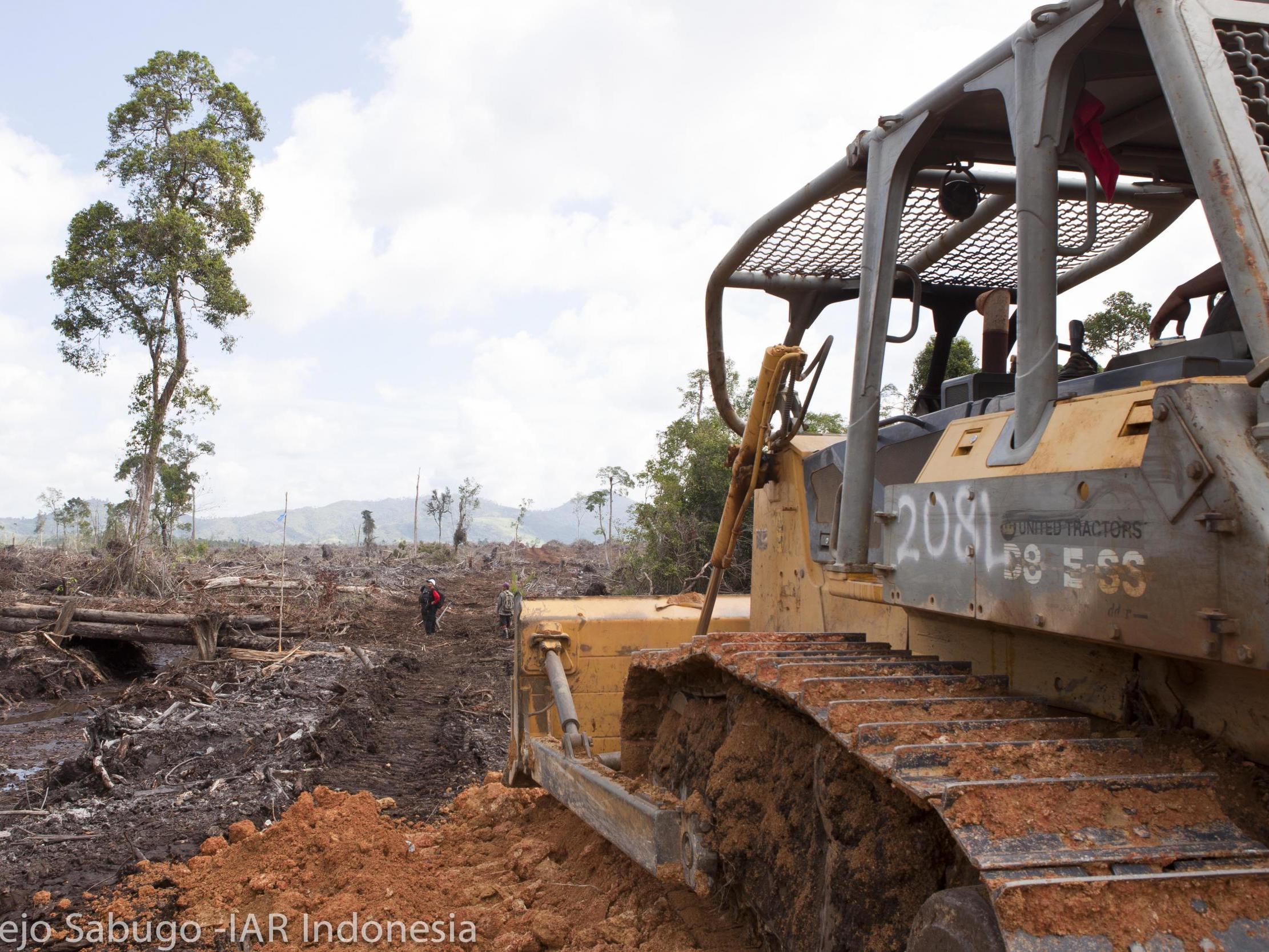 A bulldozer at a site razed for palm oil