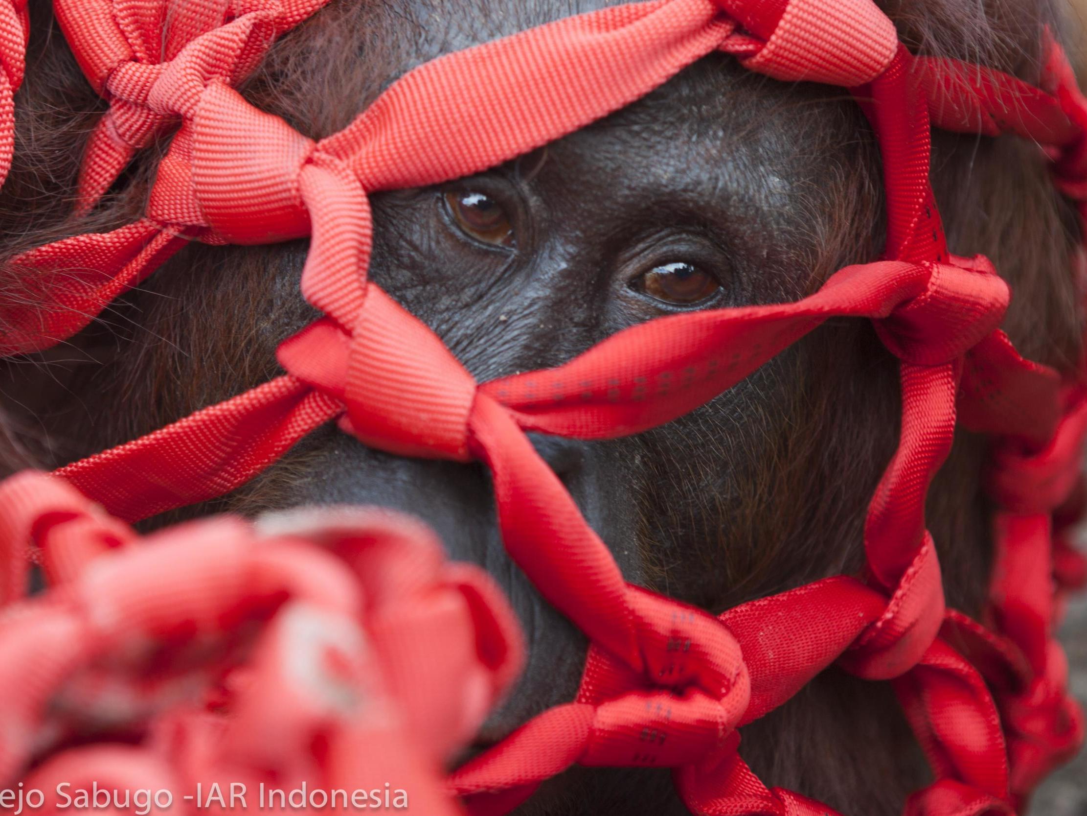 An orangutan stares out from a net as he is captured before being rescued