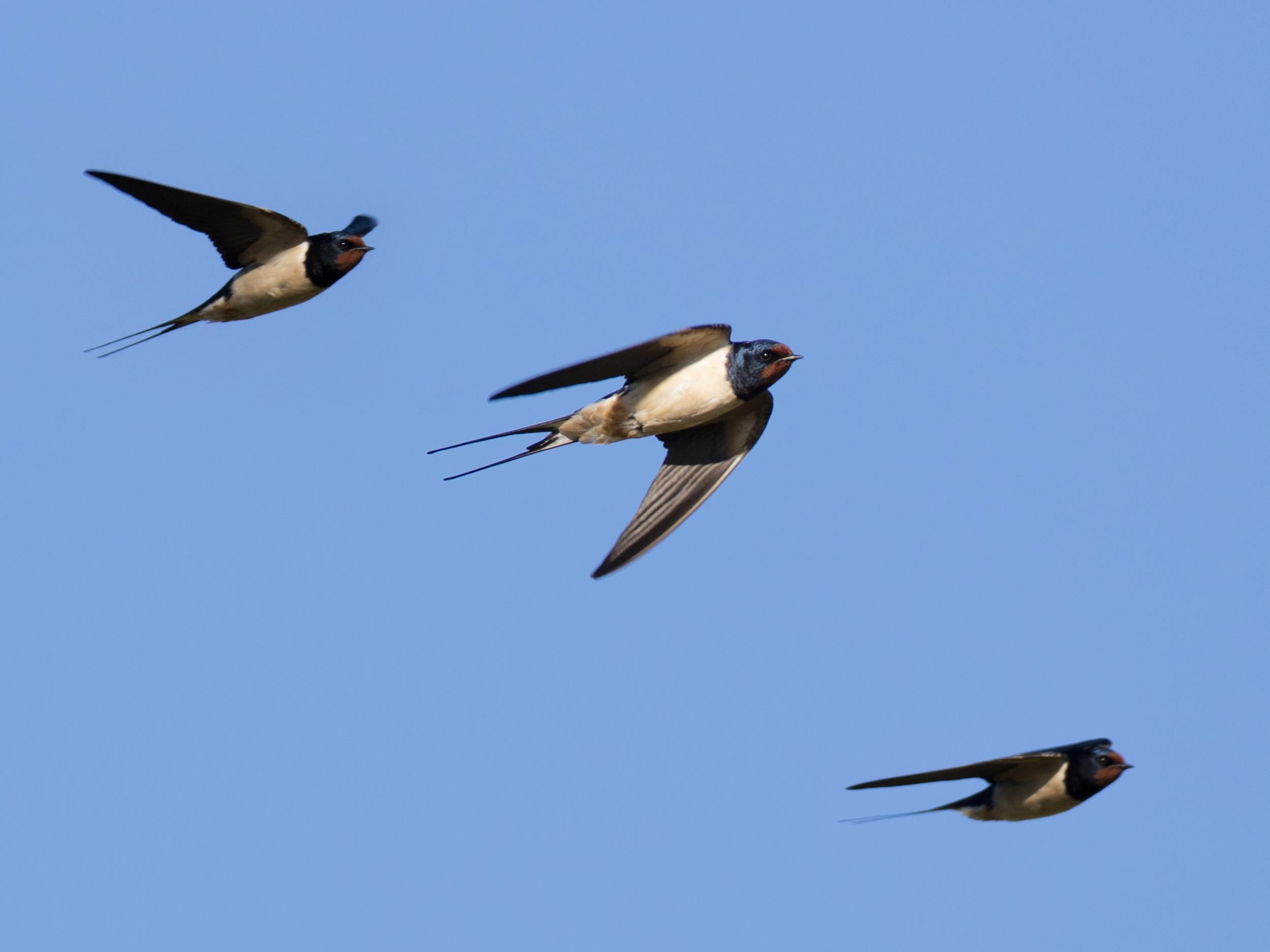 Insect-eating birds could be accumulating microplastics in their bodies