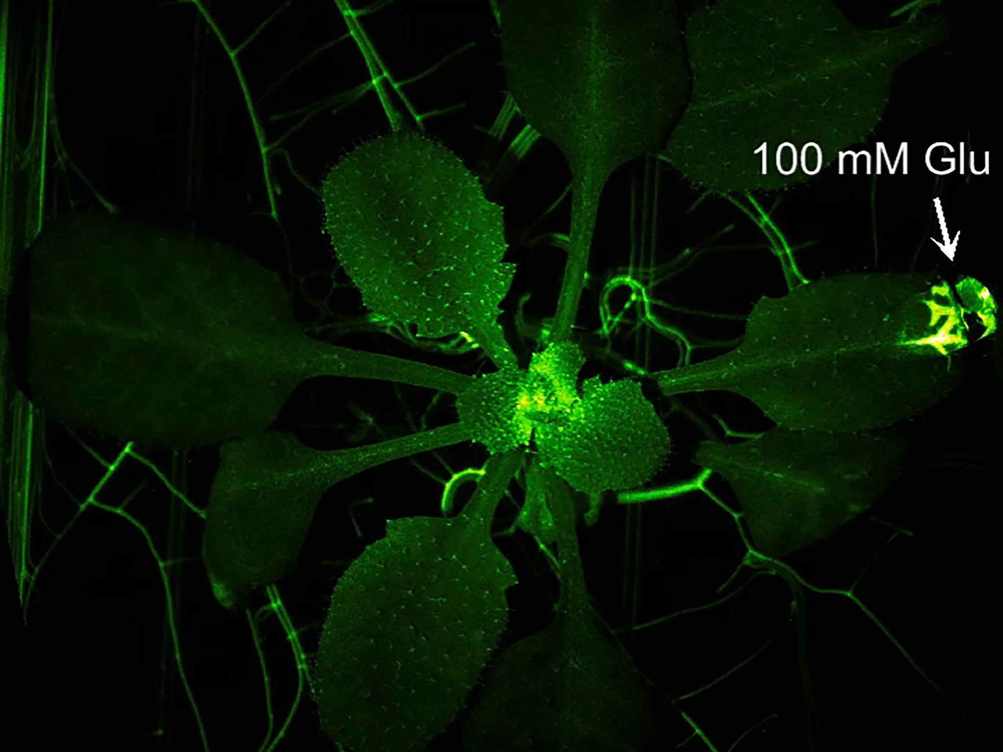 Scientists used a a luminescent, green protein and ‘attacked’ the plants to reveal that they aren’t as passive as they seem