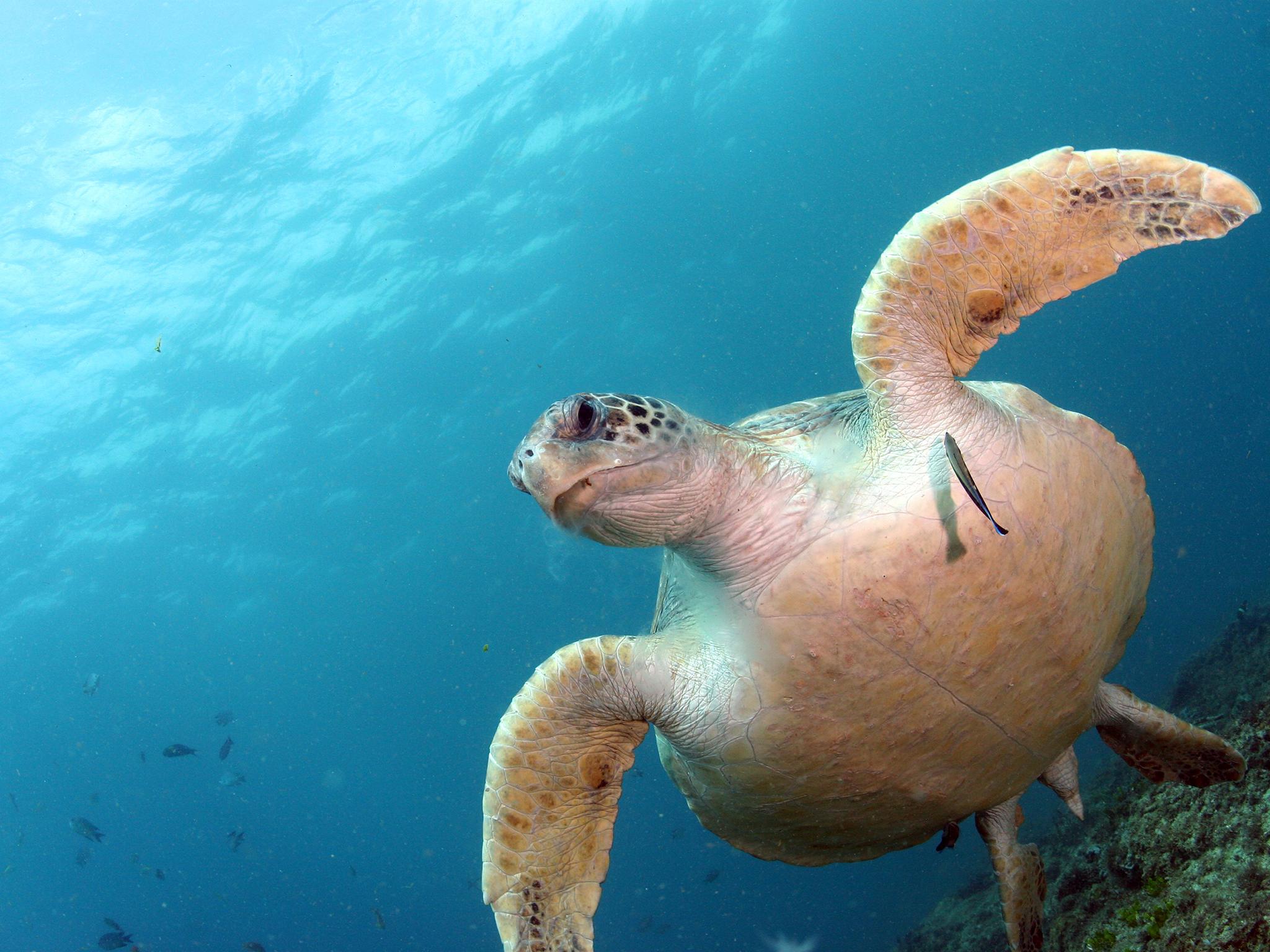 Because of their anatomy, sea turtles are unable to regurgitate what they have swallowed