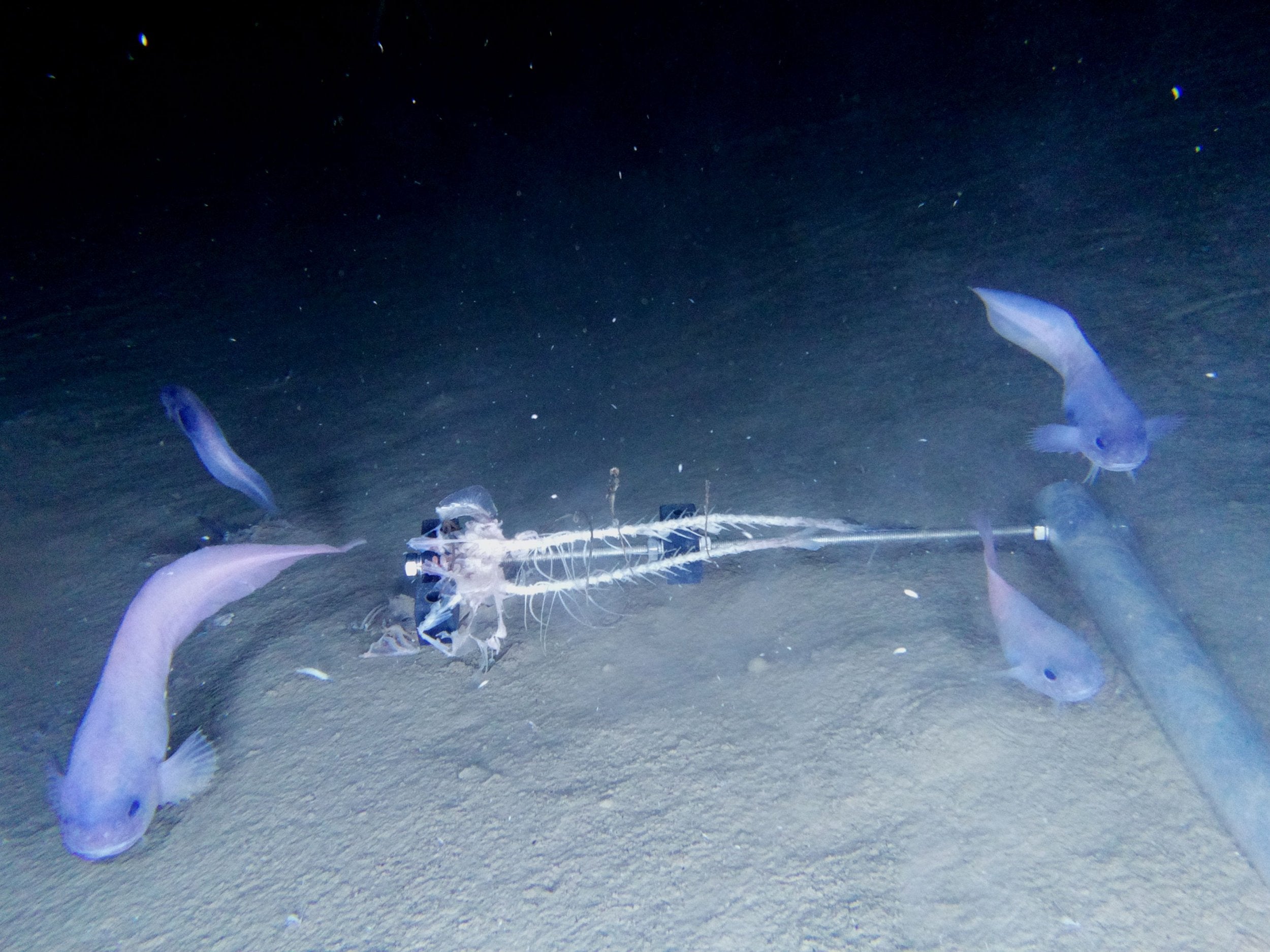 The newly discovered snailfish of the deep ocean is a strange beast: for one thing, it's quite mushy (AFP/Getty)