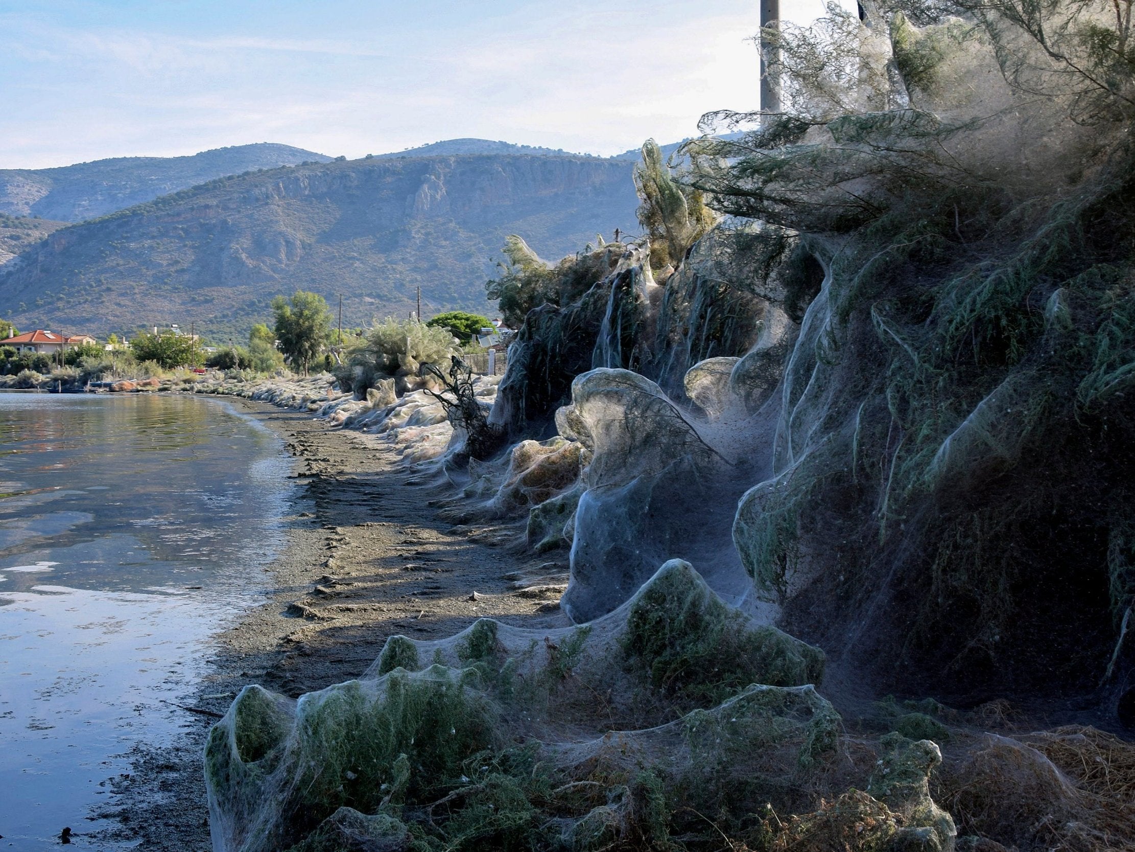 Cobwebs have covered a 300m stretch of shoreline