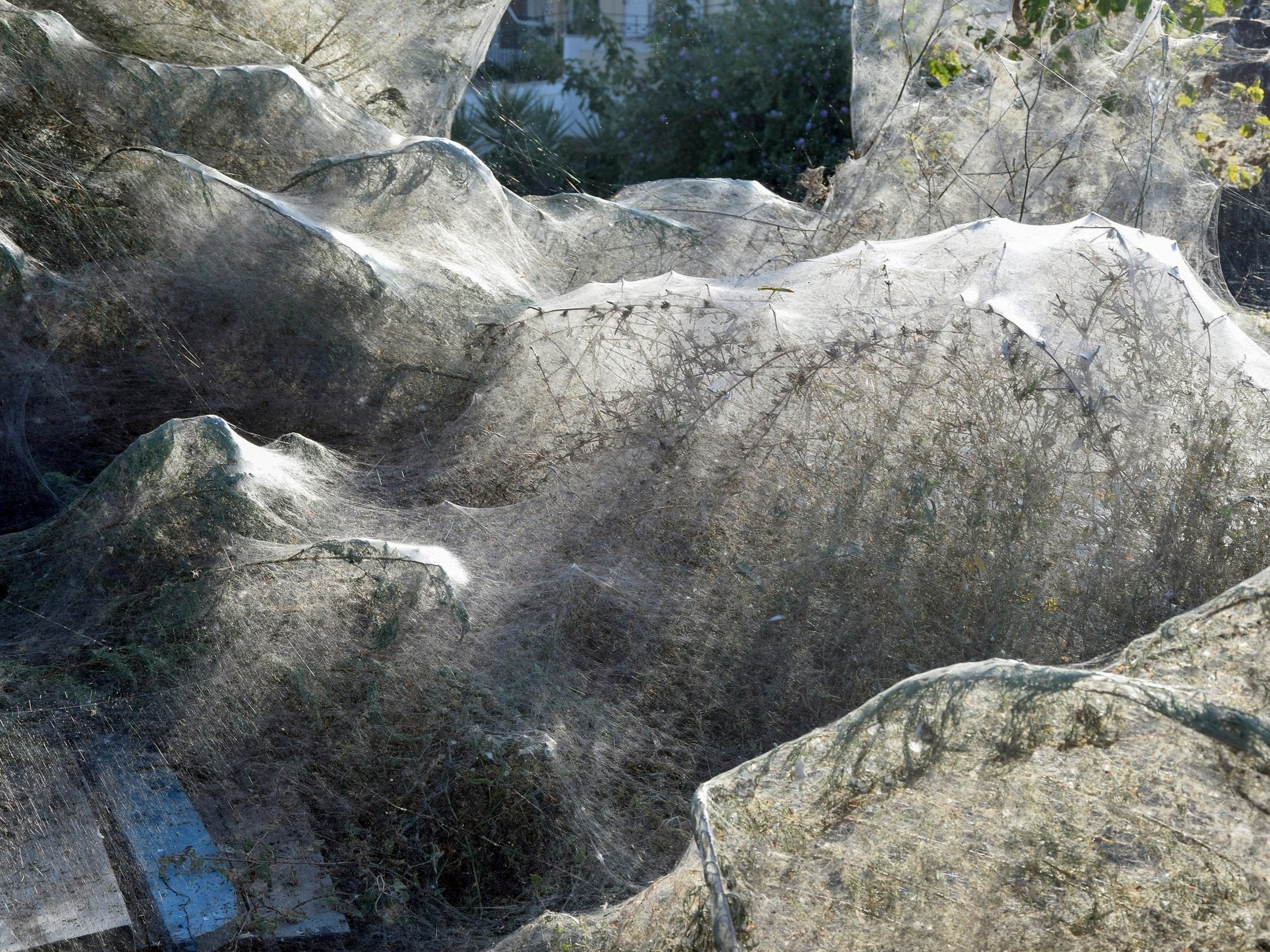 Tetragnatha spiders weave huge webs during mating season