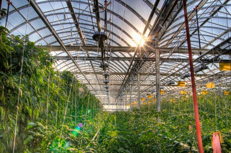 Lufa Farms makes use of vacant roof space to grow food in naturally lit hydroponic greenhouses (Wikimedia Commons)