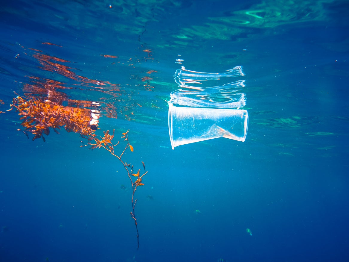 Pollution including plastics have badly damaged sea life