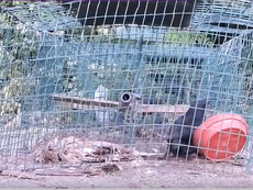 Video exposes game-bird shooting industry's secret war on wildlife 