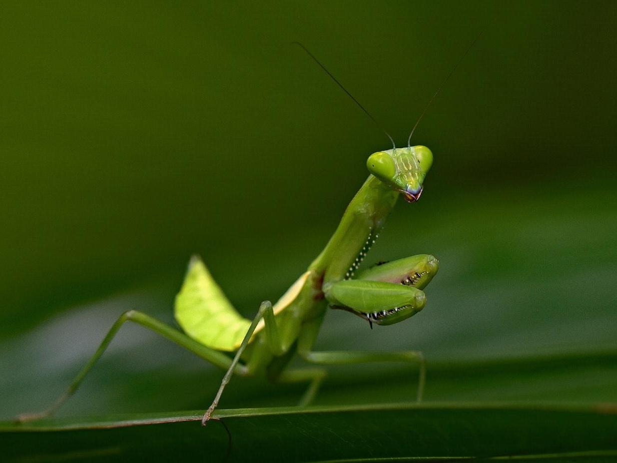 Praying mantises can turn their heads 180 degrees to scan surroundings