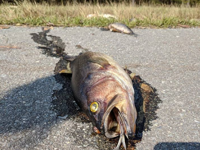 Fish were moved off the road raising concerns about odour (Penderlea Fire Department)