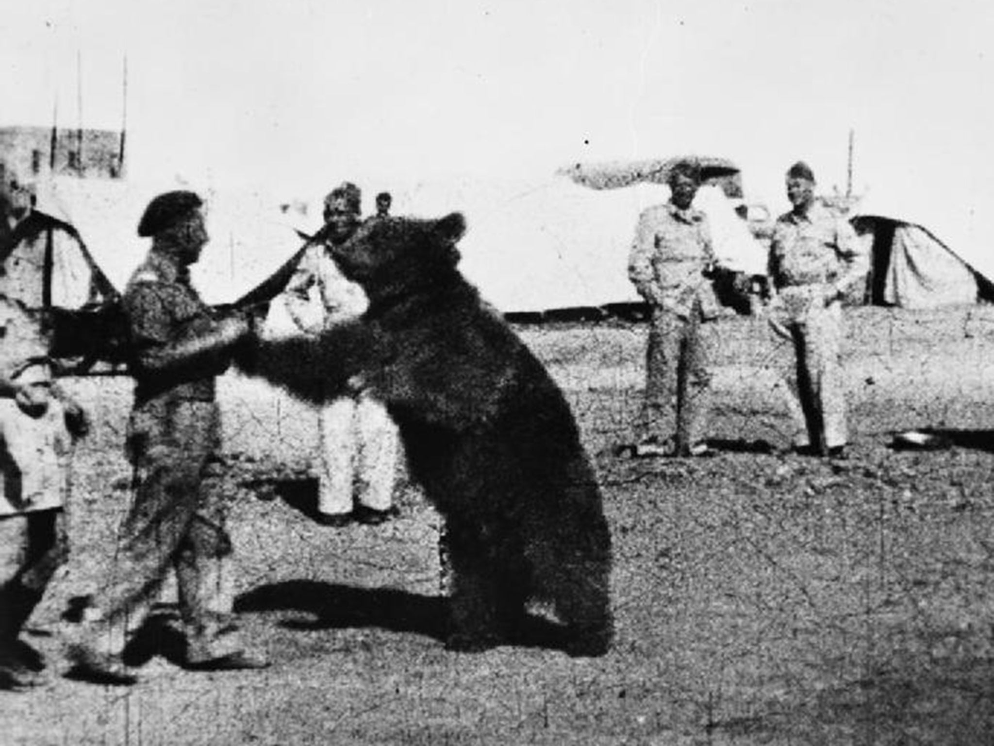 Wojtek was with the Polish soldiers as they fought through Italy