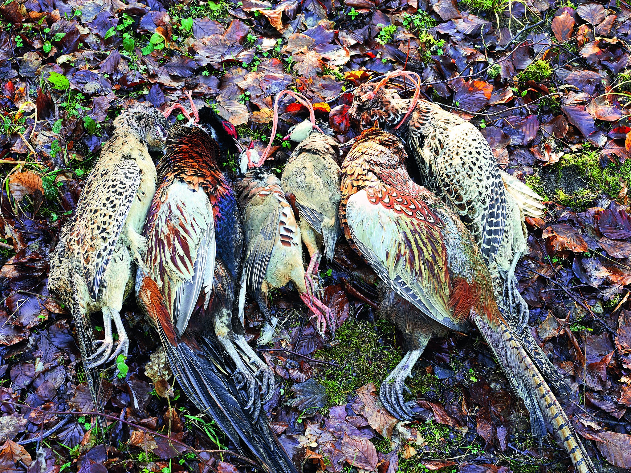 Special treatment: a young hen pheasant will cook differently to a wily old cock