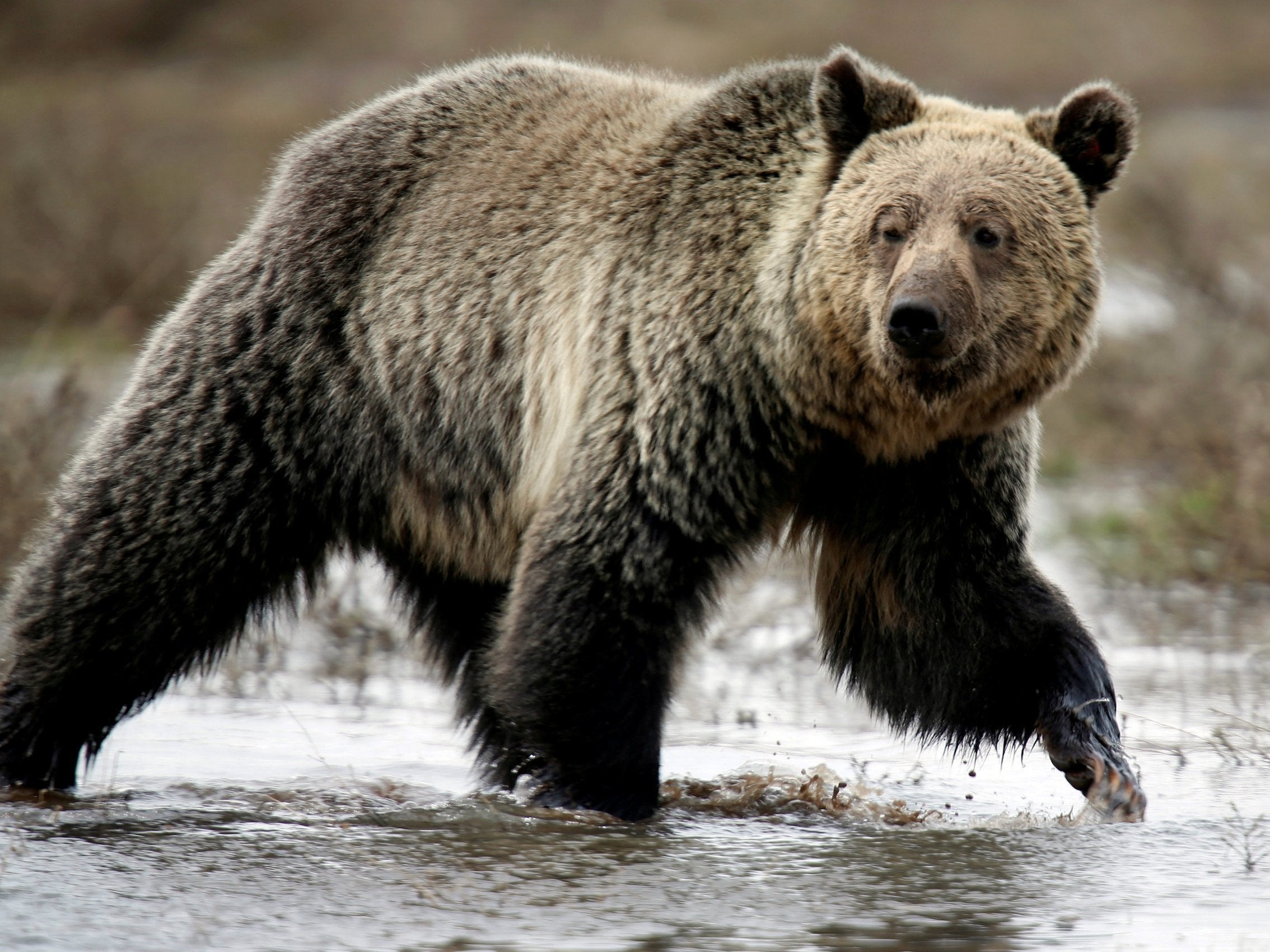 A grizzly bear roams through the Hayden Valley in Yellowstone National Park in Wyoming