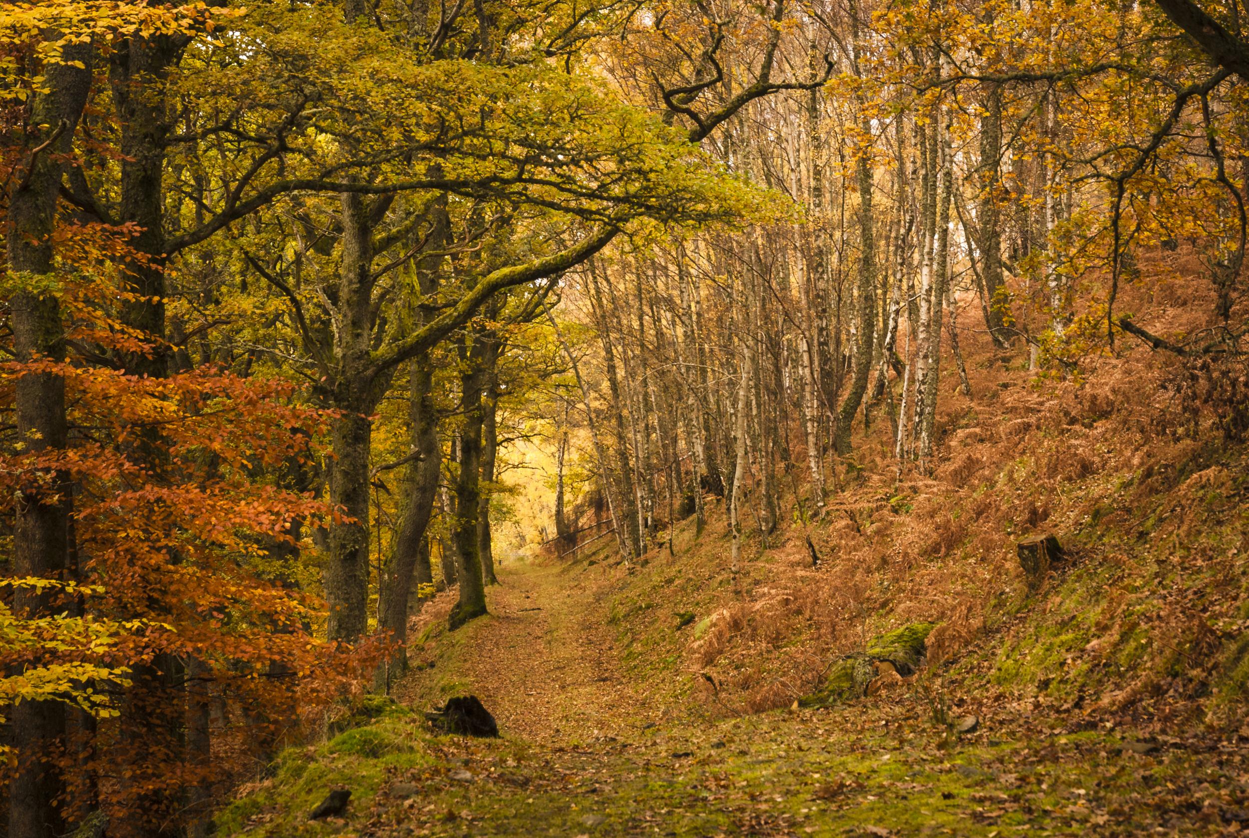 Stomping through crispy leaves is one of autumn's simple pleasures