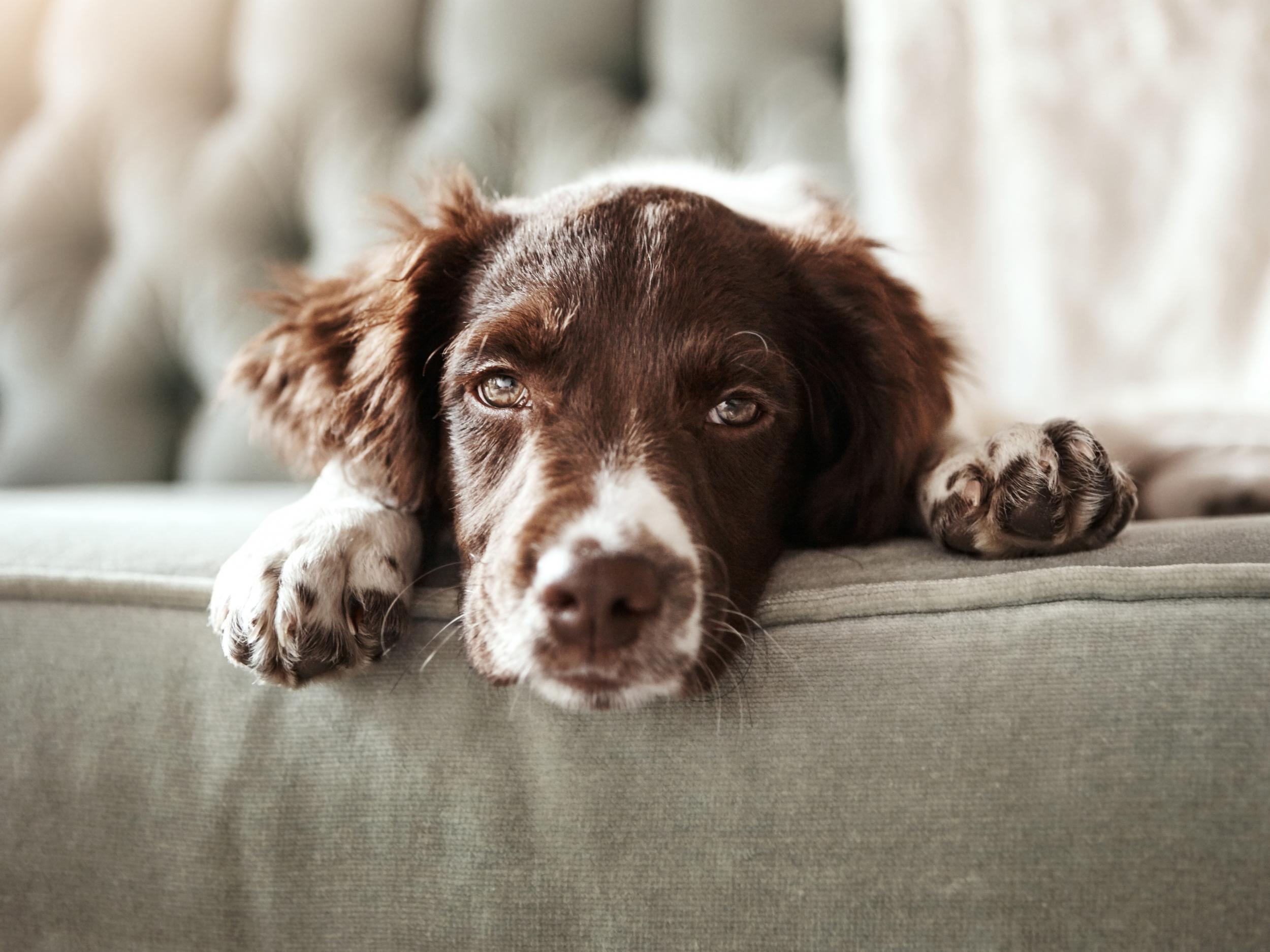 Many pet owners do not do enough research before taking on their animal and are ill-equipped to meet their needs, according to research by PDSA