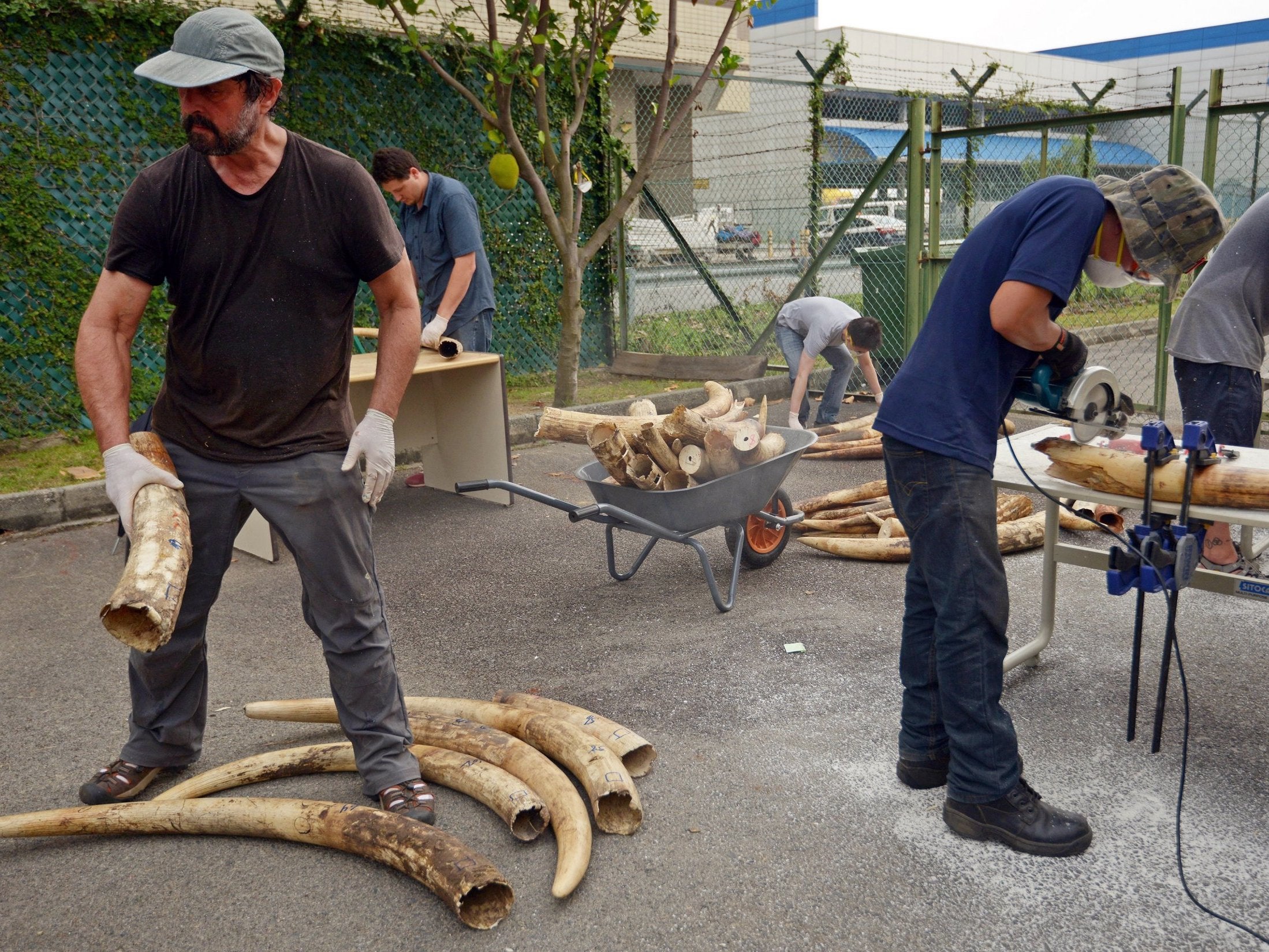 Researchers are examining the genetic data in seized elephant ivory to trace it back to the animals’ homelands