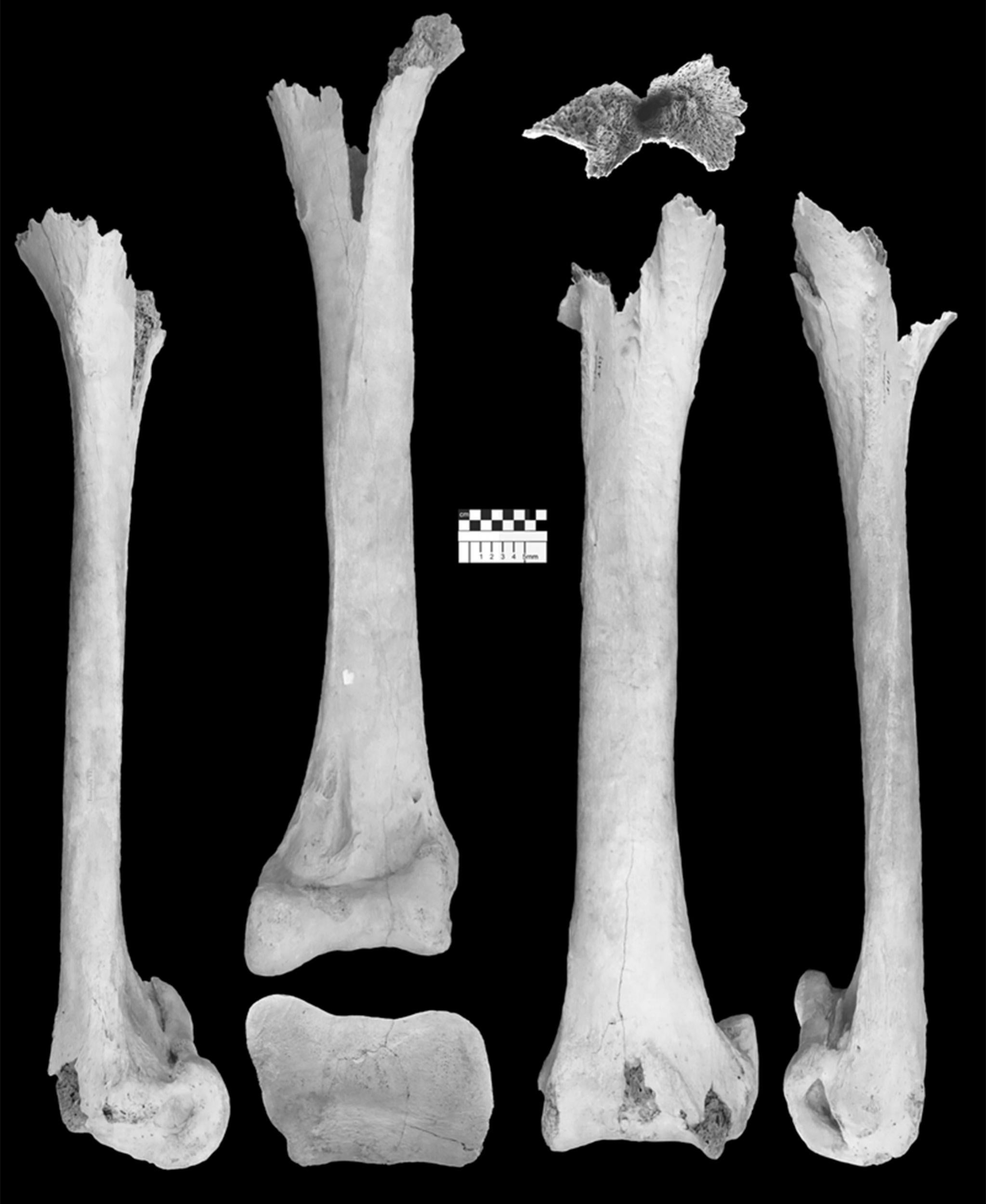 Vorombe titan bones studied by the ZSL team