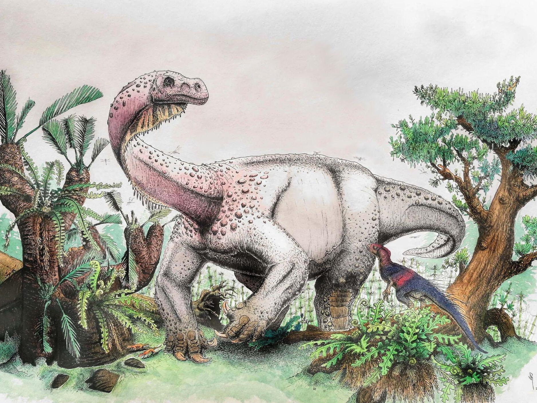 Relative of Brontosaurus stood 13ft tall