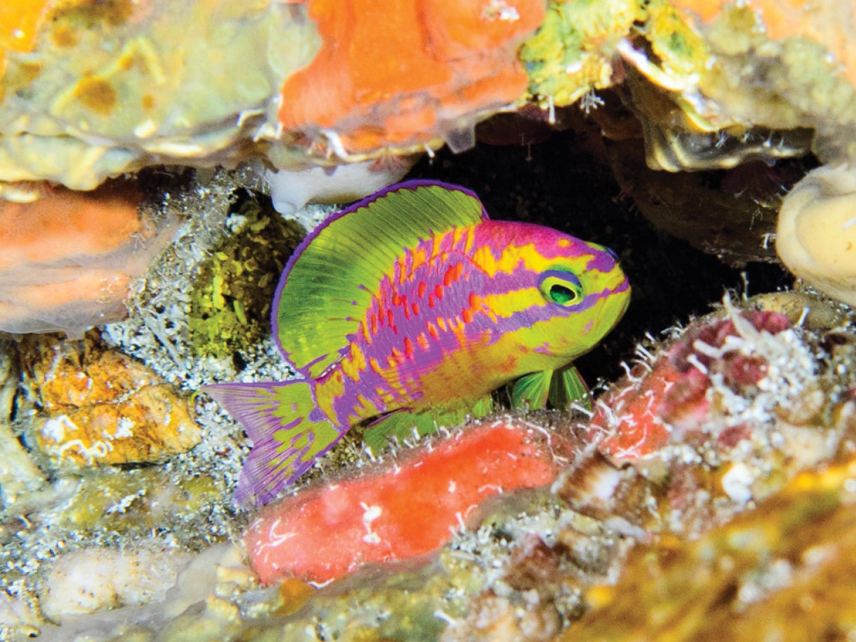 Tosanoides aphrodite, a species of reef fish discovered at St Paul Rocks in the Atlantic ocean