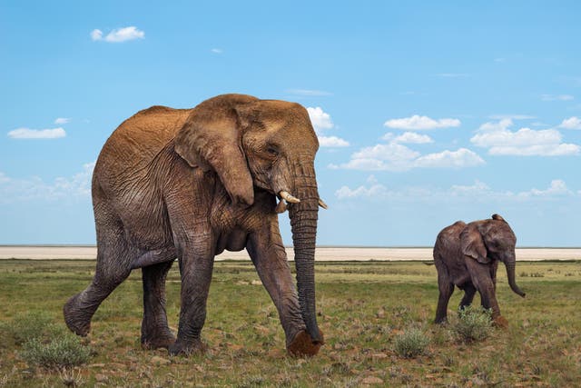 <p>Elephants in Namibia</p>