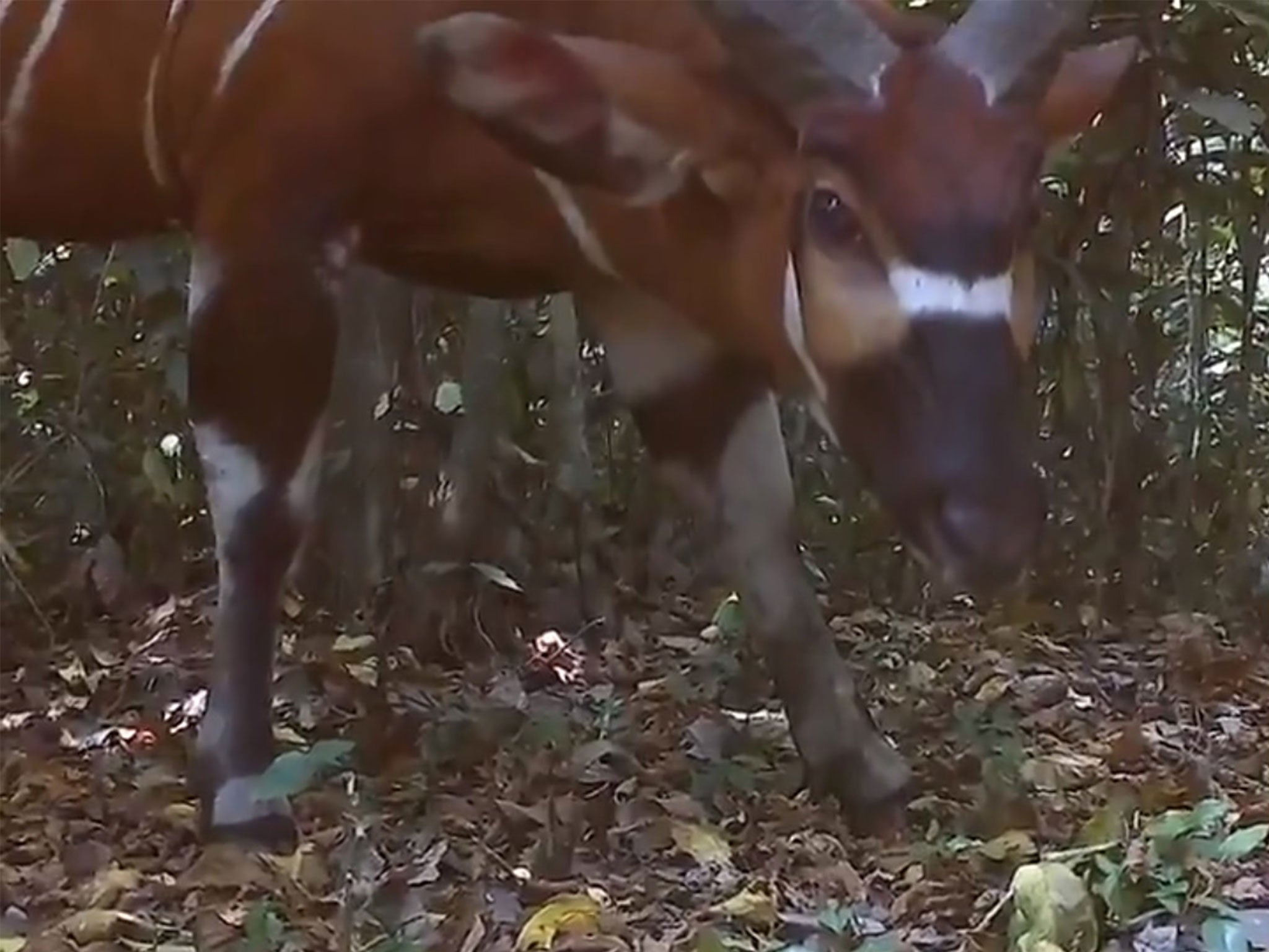 The elusive bongo had never been sighted in Uganda before the study