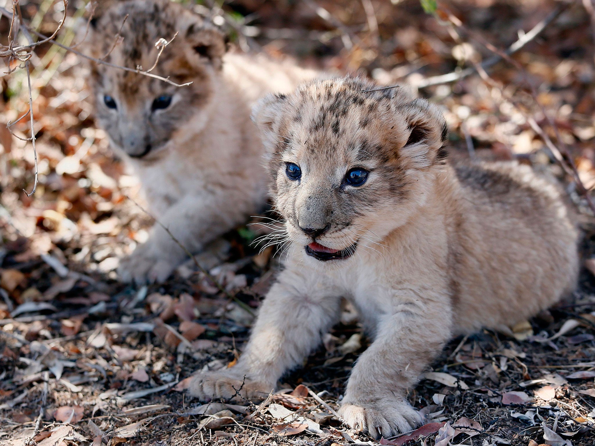 The way in which the cubs were bred may help save endangered big cats