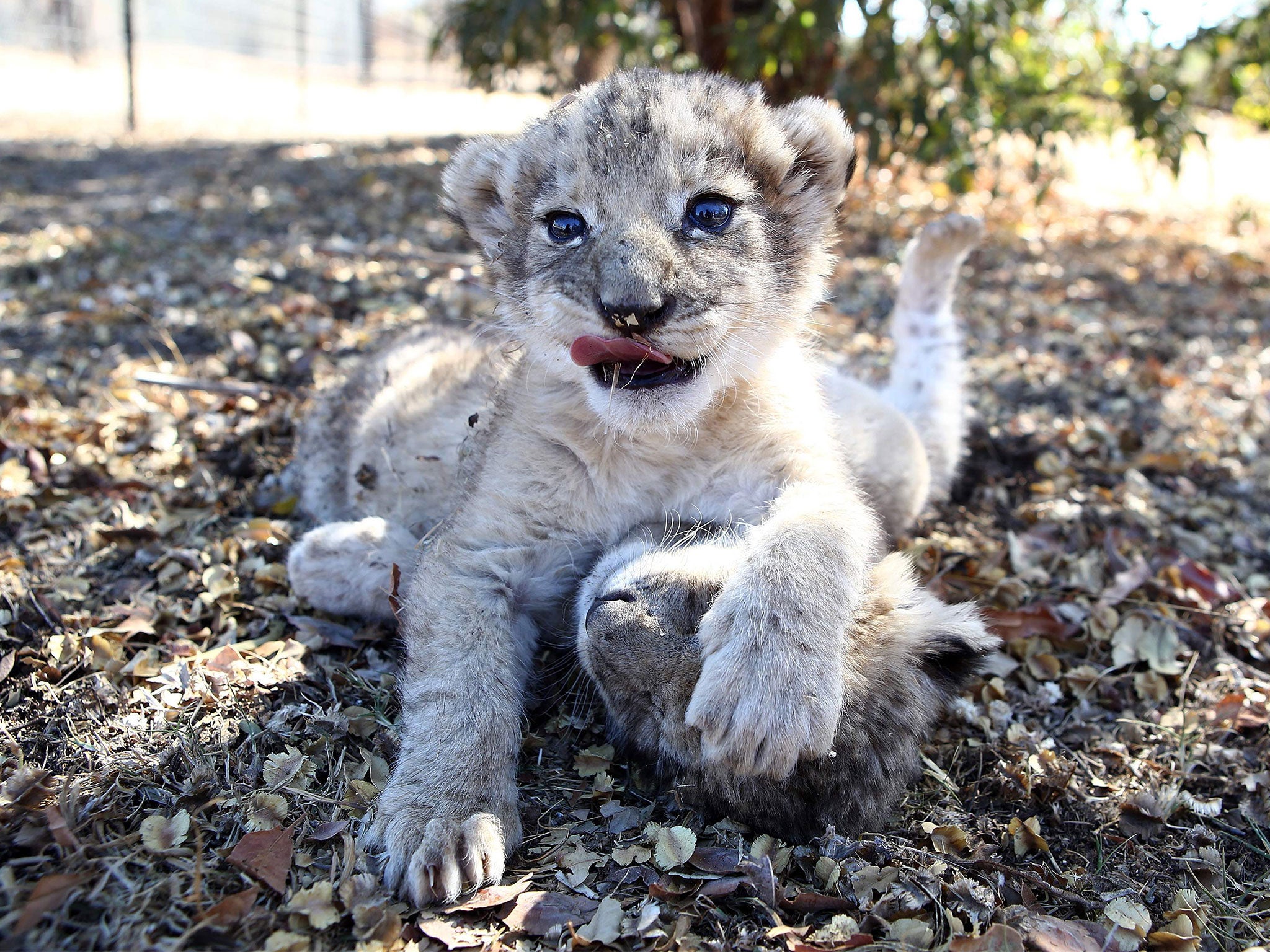 The lions were artificially inseminated using IVF treatment