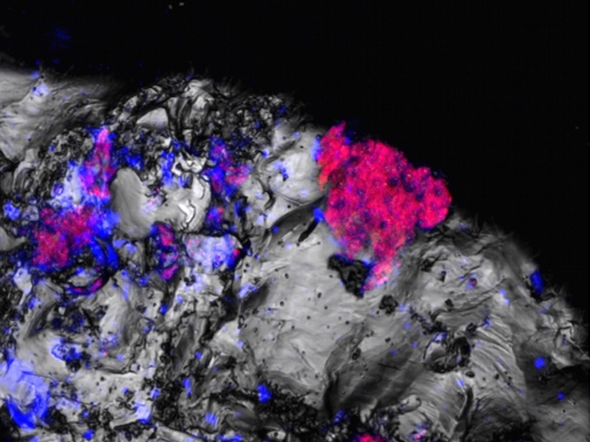 Image showing cyanobacteria (red fluorescent marks) attached to rock fragments extracted from deep below the ground