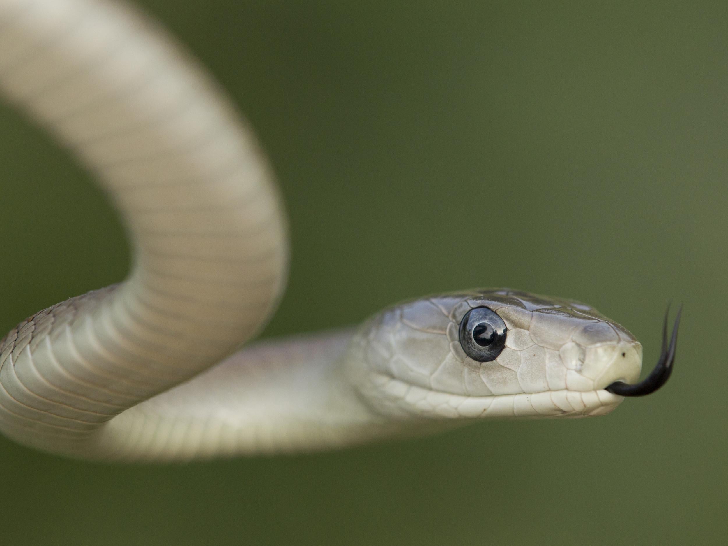 New treatment for one of world’s deadliest snakebites created using human blood