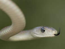 New treatment for one of world’s deadliest snakebites created using human blood