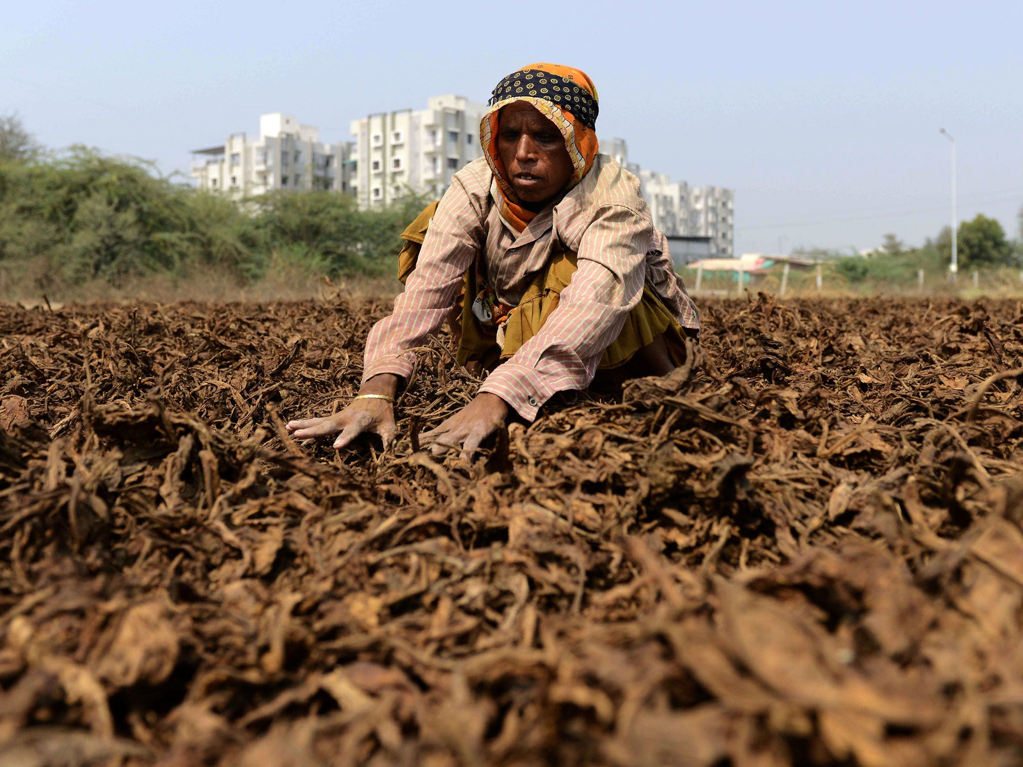 Tobacco leaves left to dry at a farm on the outskirts of Ahmedabad in western India