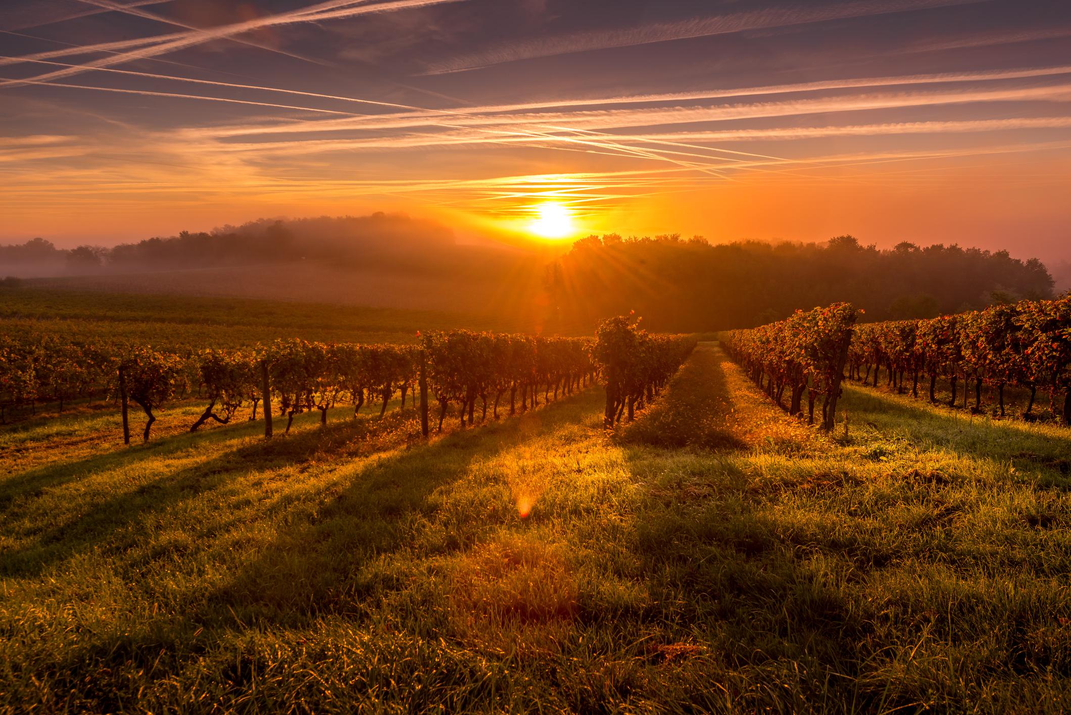 From China to Lebanon, it's hard to find a country that doesn't produce wine