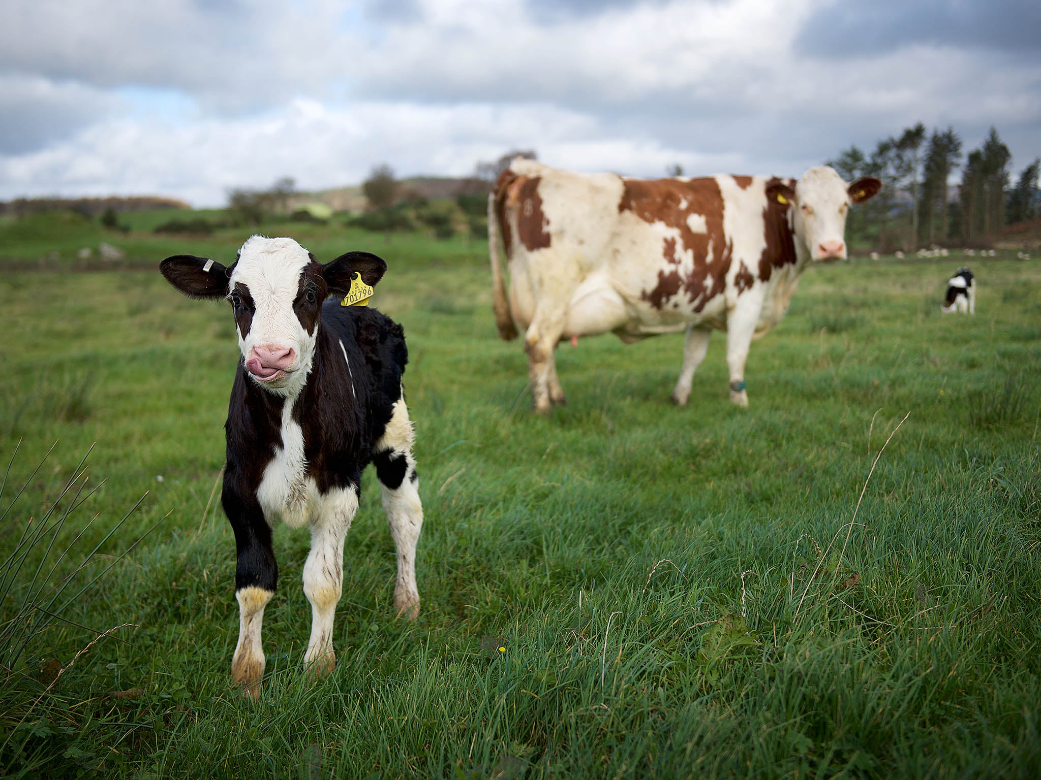 A butter idea: gradually separating the newborns from their mothers over five months, rather than the customary few days, has led to higher yields and calmer cows