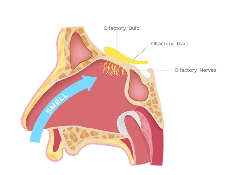 In extreme situations, people have an olfactory bulb removed by surgery (Shutterstock/Gritsalak Karalak)