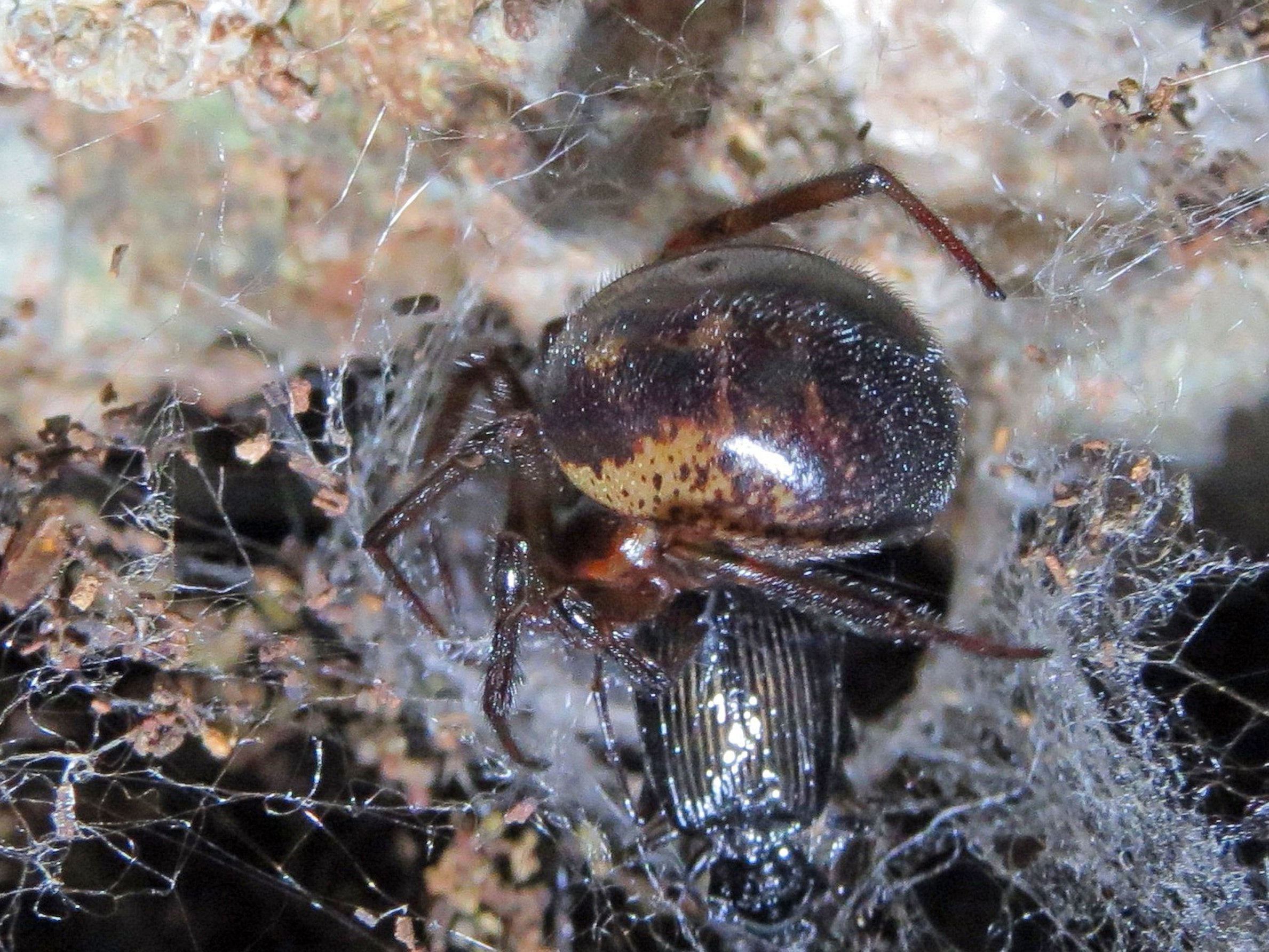 Noble false widow spiders are thought to have been in the UK since 1879