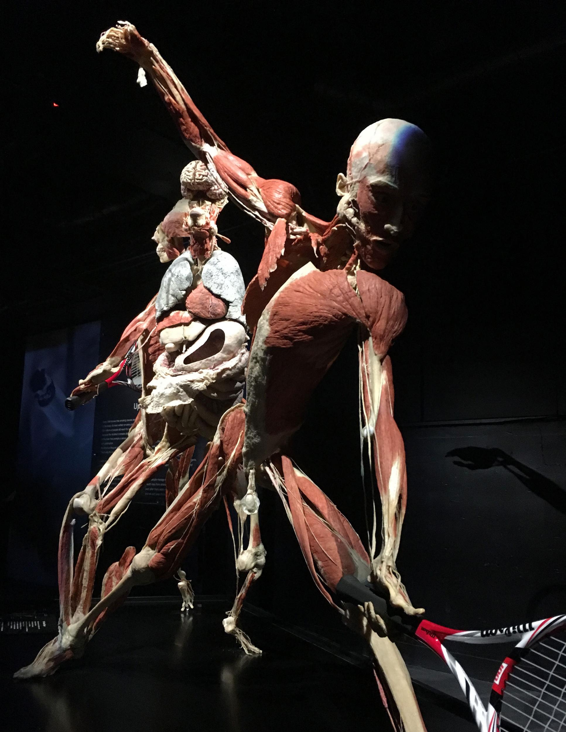 Plastinated body playing tennis on show at the opening of the Body Worlds museum