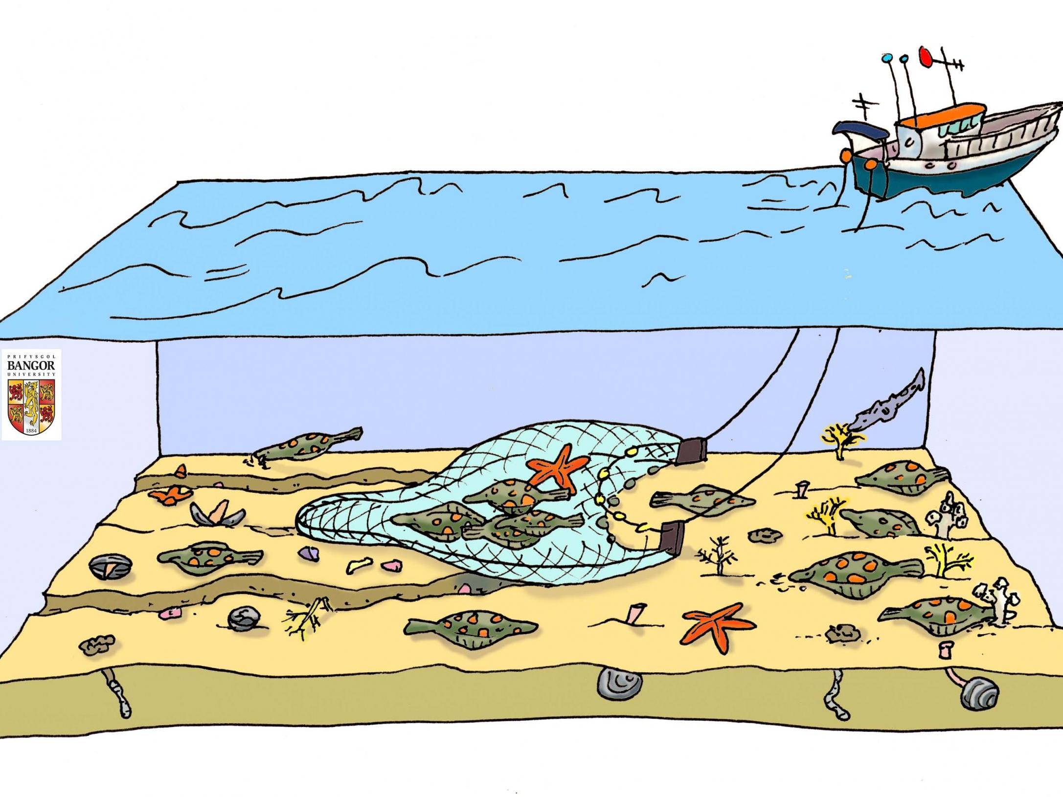 An illustration showing how bottom-trawling works (Jan Hiddink/Bangor University)