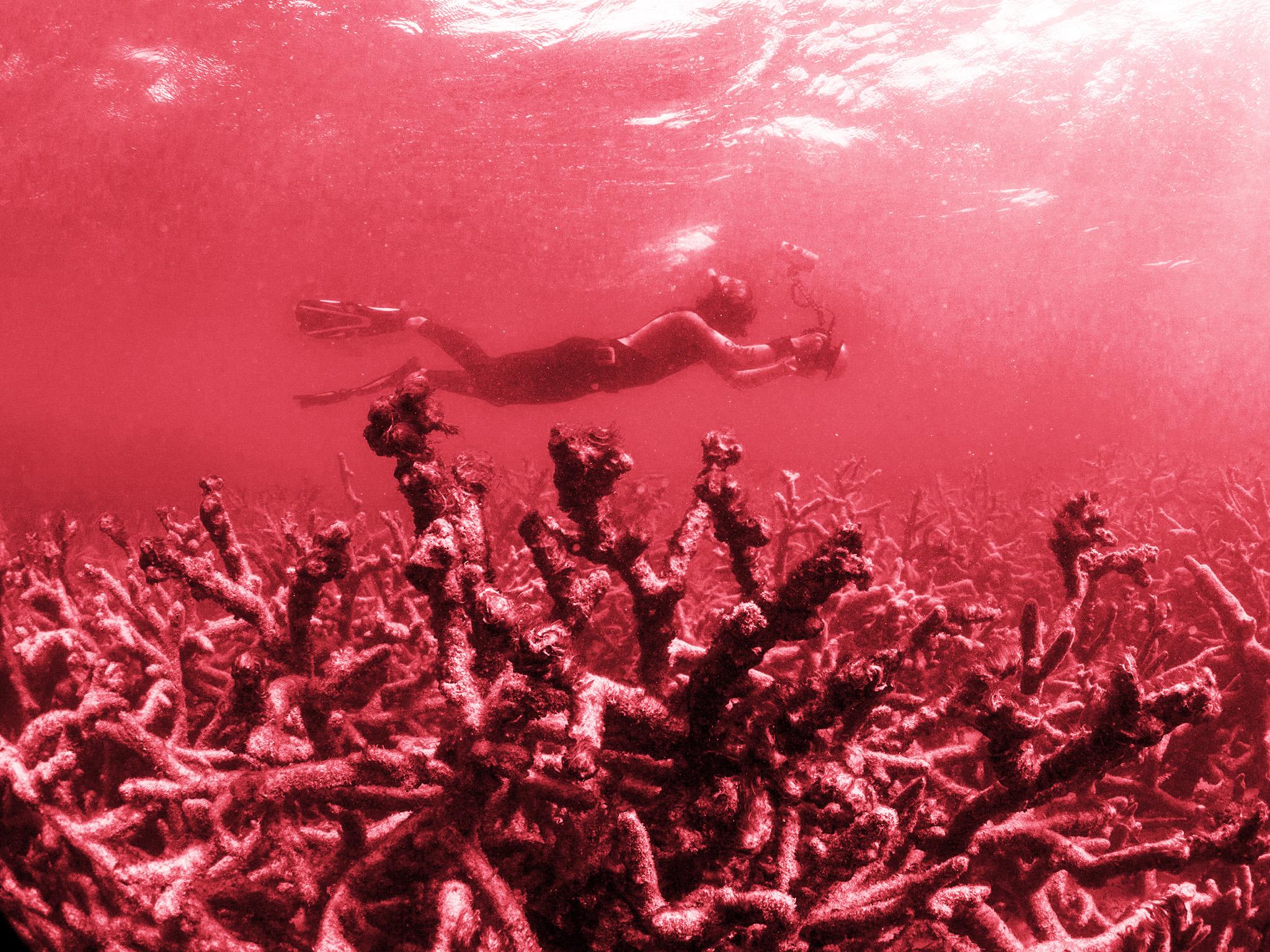 Scientists have warned that more than 99 per cent of coral will die if Earth warms by 2C