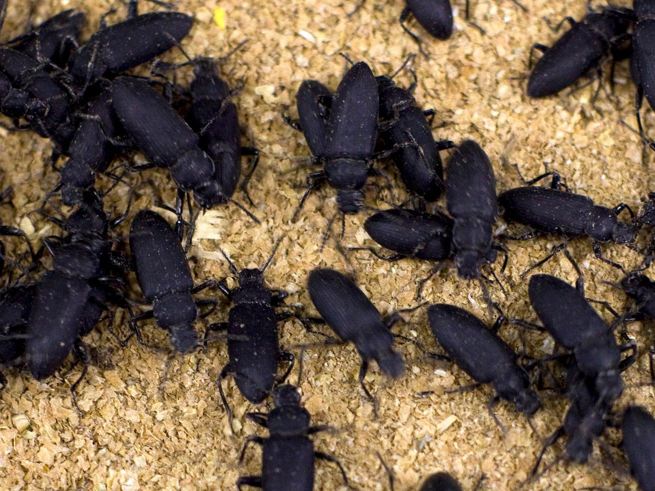 Beetles crawl around in a container at an insect farm