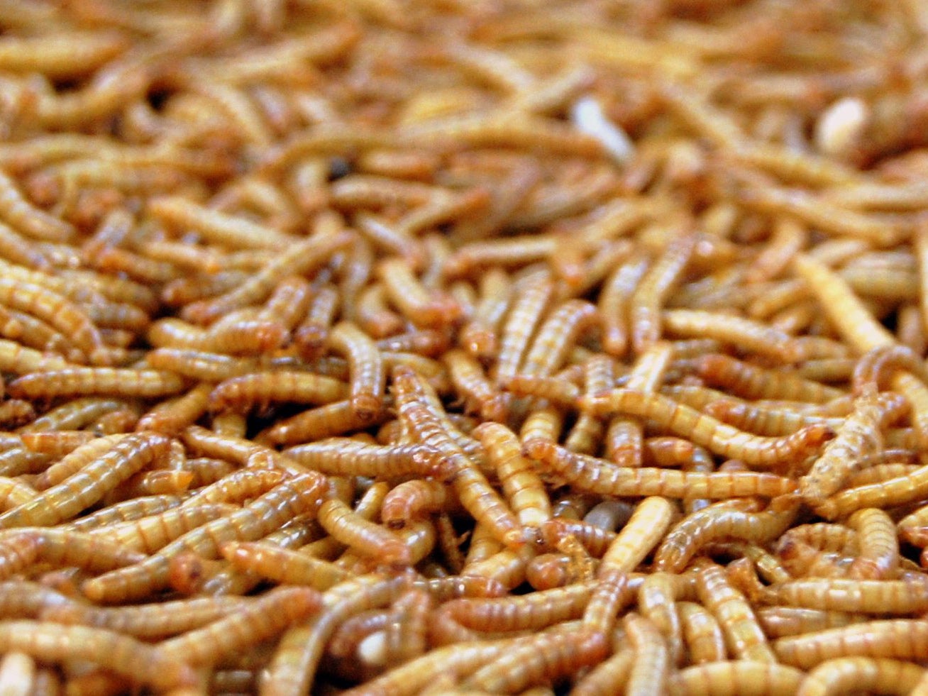 Maggots