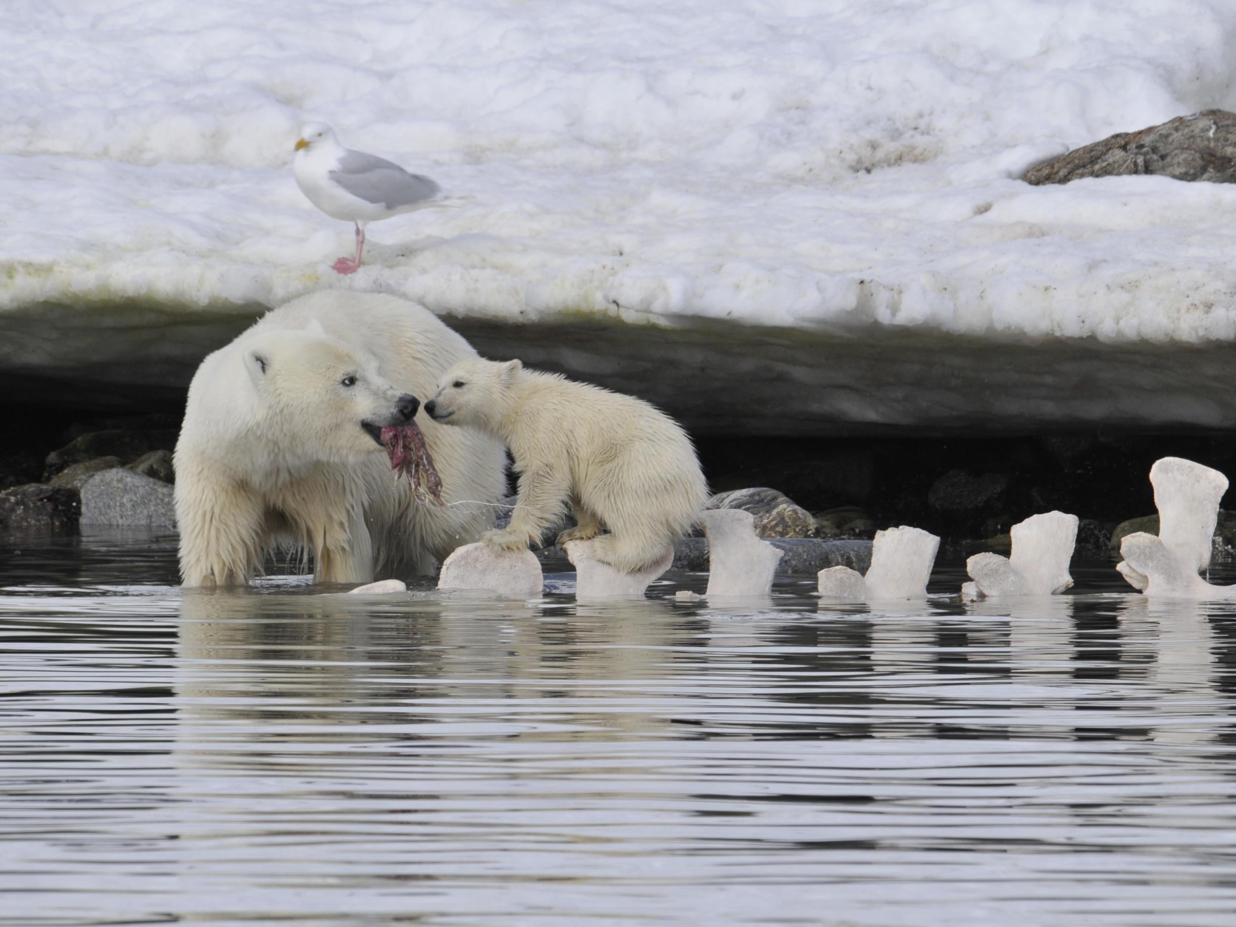 A female polar bear and cub feed on the remains of a dead whale that washed ashore nearly a year earlier