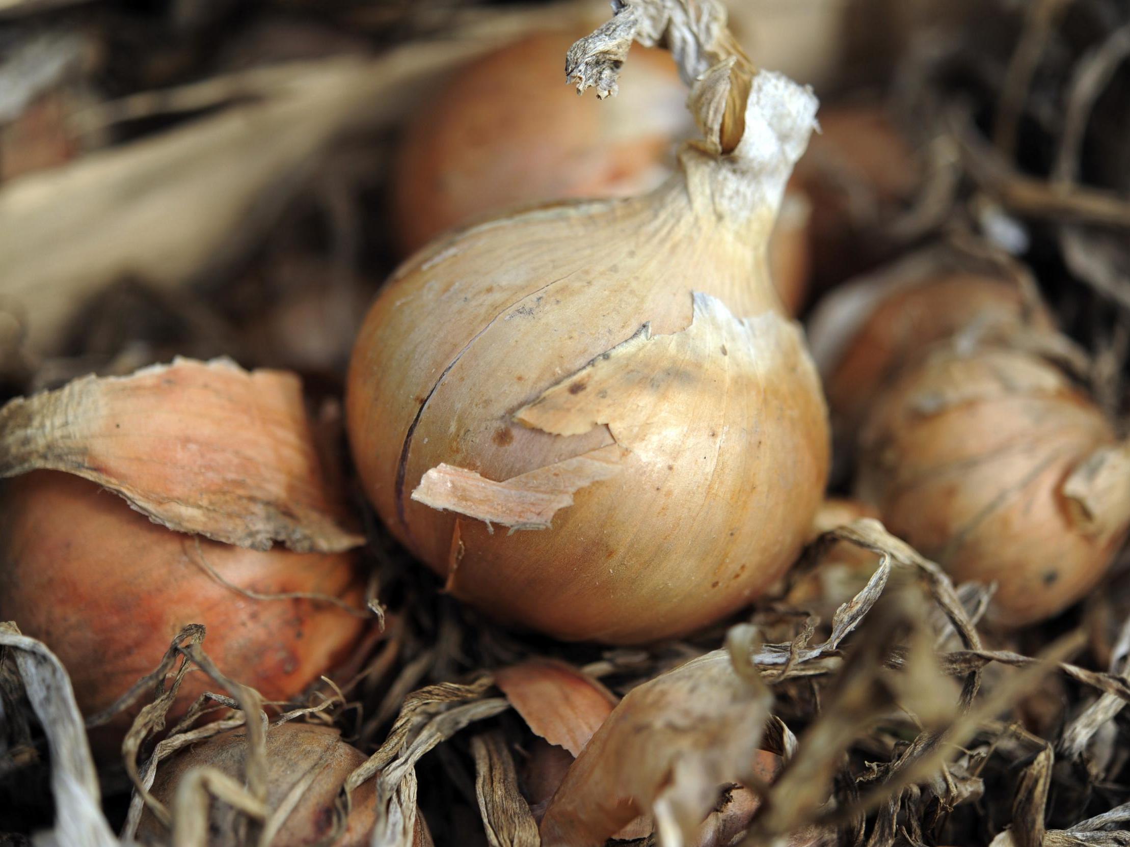 Yields are down and sizes are down for many vegetables following challenging growing conditions. Onions have been hit particularly hard