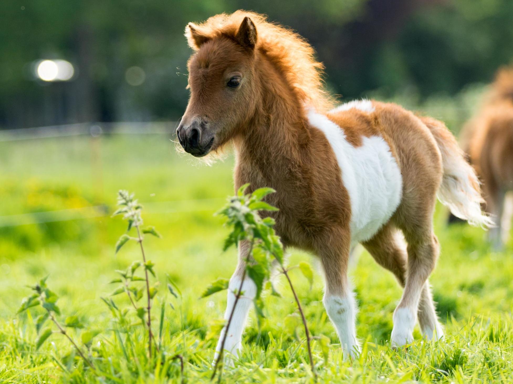 Maisie was found lying blood-soaked and lifeless on a Sunday morning [stock image]